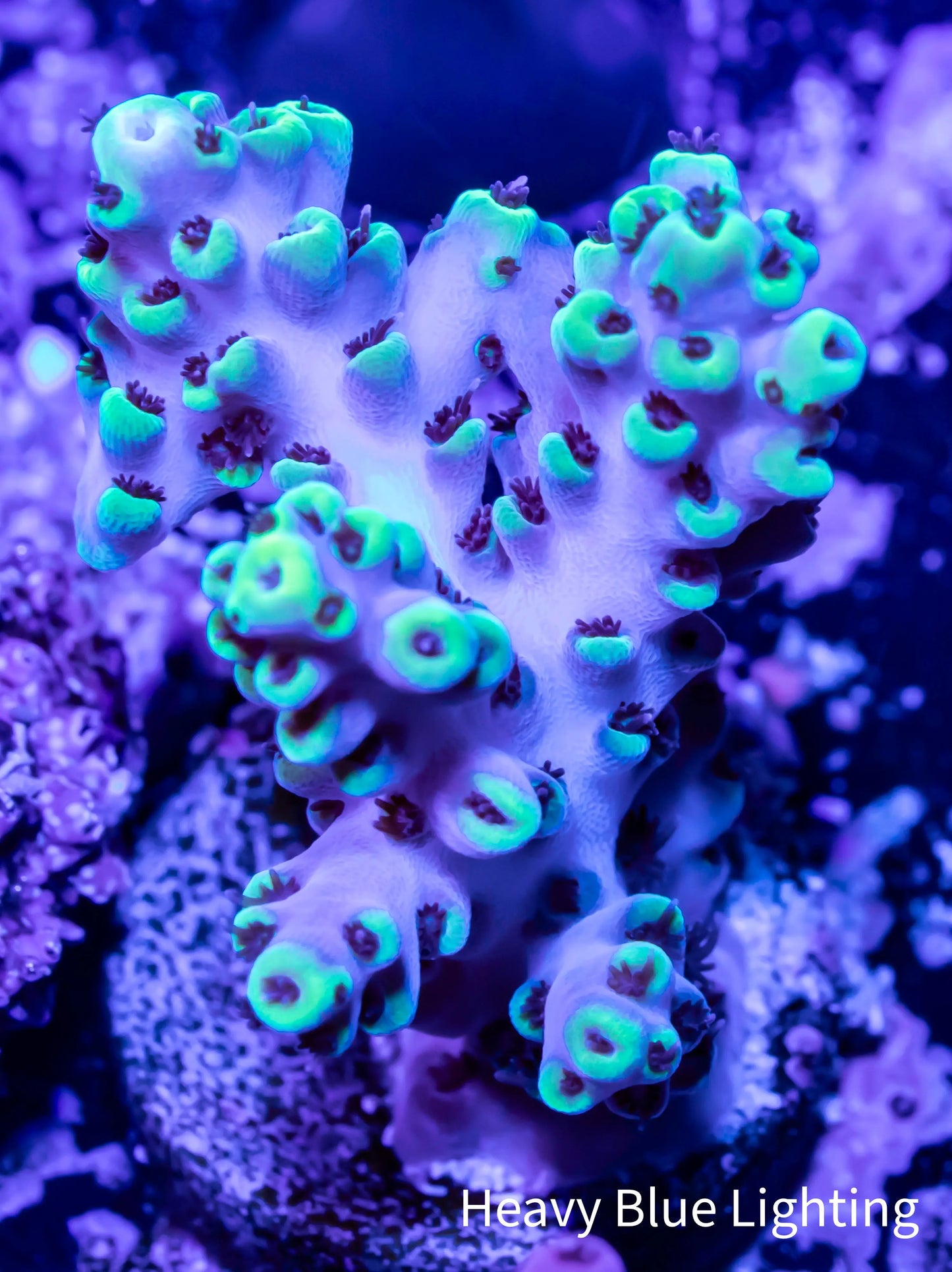 Acropora - Acro Frag WYSIWYG Acropora - Acro Frag WYSIWYG SPS Acropora - Acro Frag WYSIWYG Zeo Box Reef