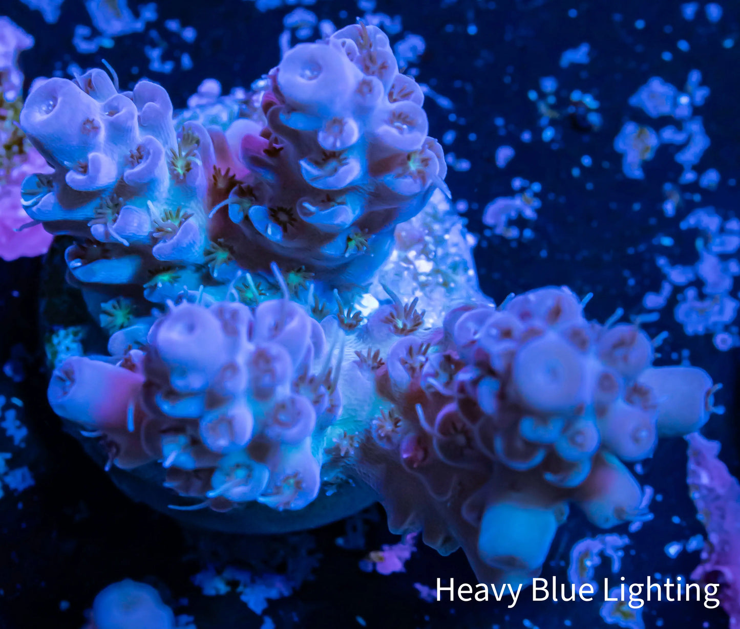 Acropora - Acro Frag WYSIWYG Acropora - Acro Frag WYSIWYG SPS Acropora - Acro Frag WYSIWYG Zeo Box Reef