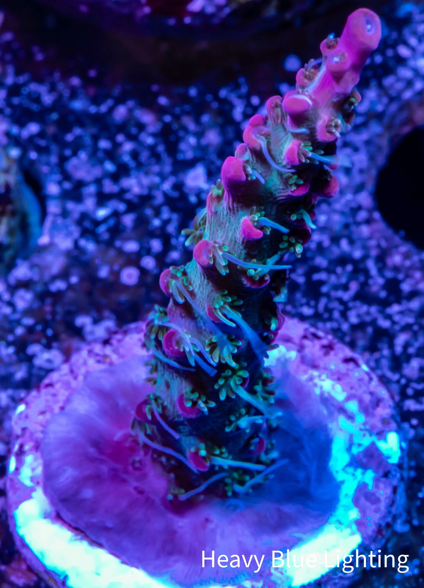 Acropora - Vivid Confetti WYSIWYG Frag Acropora - Vivid Confetti WYSIWYG Frag SPS Acropora - Vivid Confetti WYSIWYG Frag Zeo Box Reef