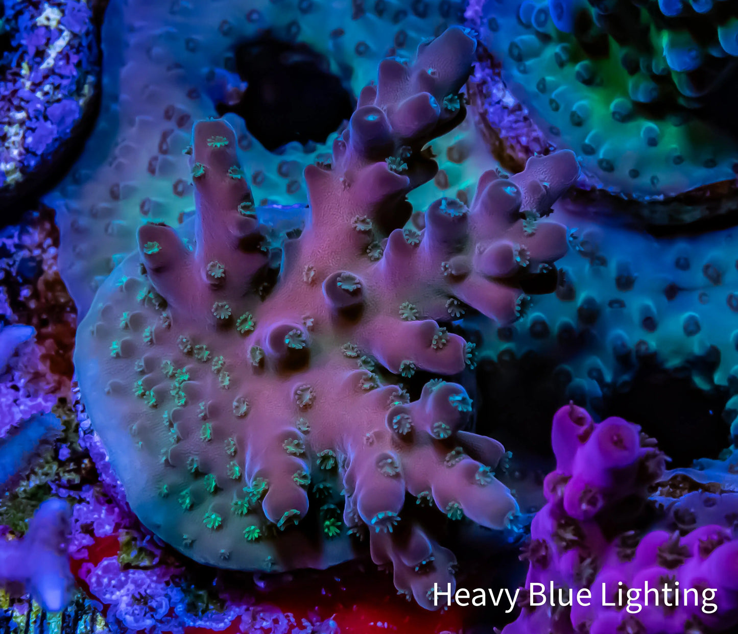 Acropora - Cherry Blossom Rosaria Frag Acropora - Cherry Blossom Rosaria Frag SPS Acropora - Cherry Blossom Rosaria Frag Zeo Box Reef