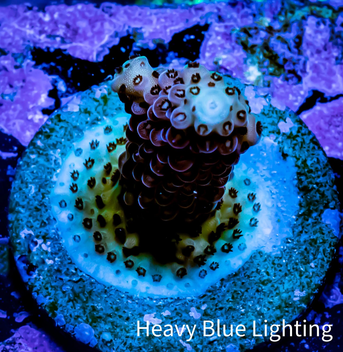 Acropora Coral - Acro Frag WYSIWYG Acropora Coral - Acro Frag WYSIWYG SPS Acropora Coral - Acro Frag WYSIWYG Zeo Box Reef
