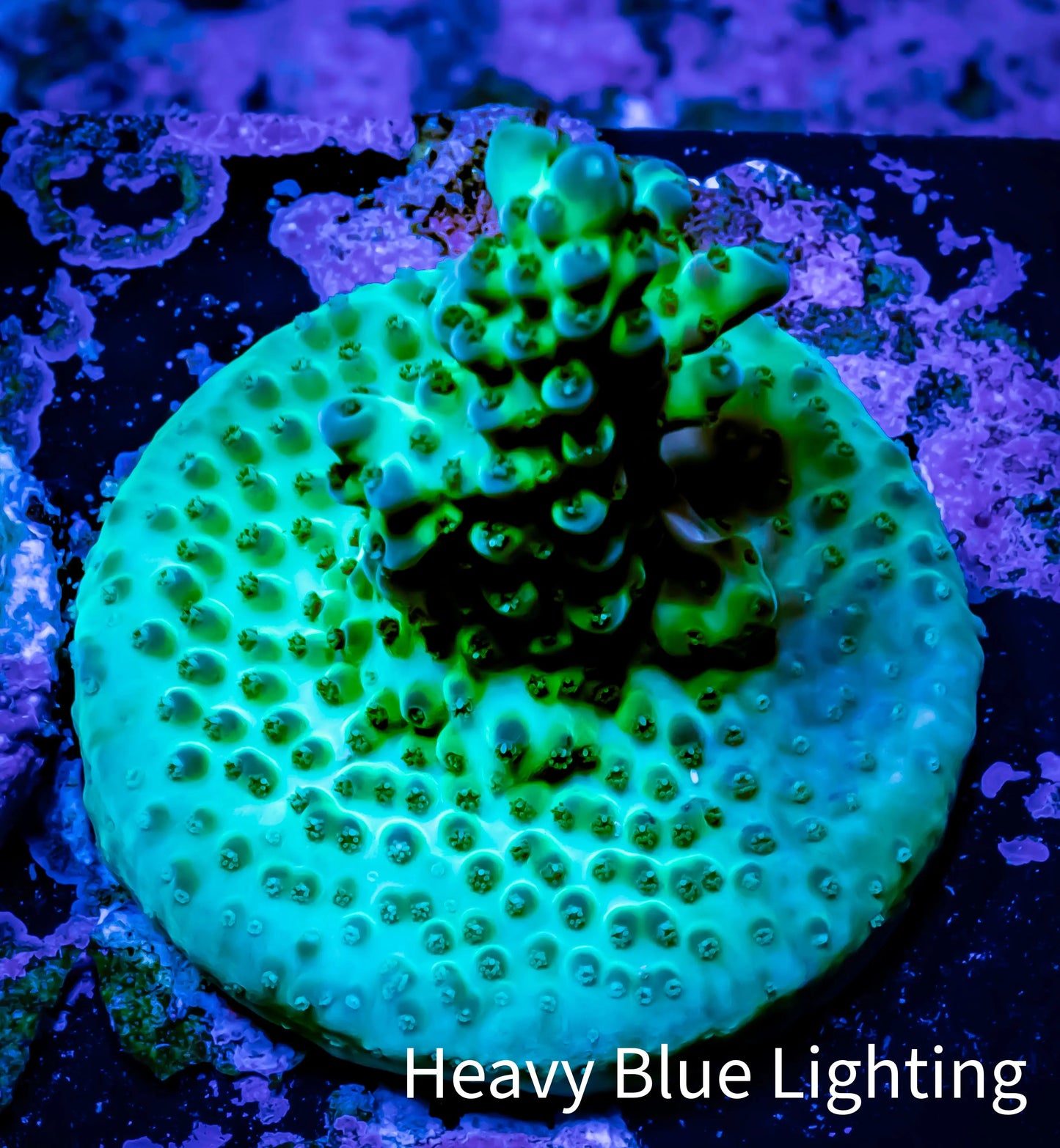 Acropora Coral - Acro Frag Wysiwyg A11R5B1 Acropora Coral - Acro Frag Wysiwyg A11R5B1 SPS Acropora Coral - Acro Frag Wysiwyg A11R5B1 Zeo Box Reef