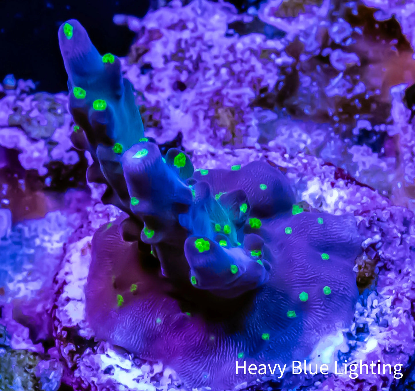 Acropora Coral - Bonsai Acro Frag Acropora Coral - Bonsai Acro Frag SPS Acropora Coral - Bonsai Acro Frag Zeo Box Reef