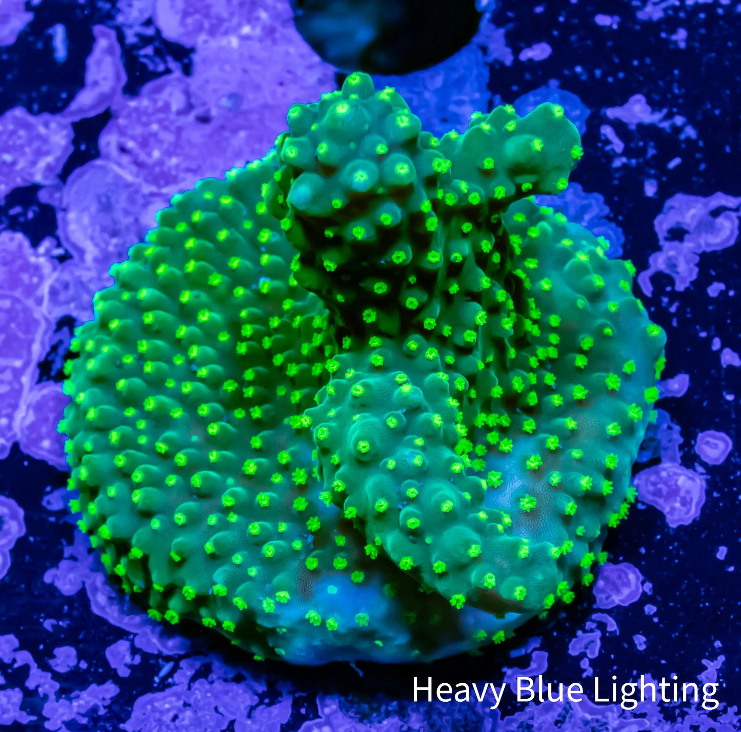 Acropora Coral- Dallas Acro - Frag Acropora Coral- Dallas Acro - Frag SPS Acropora Coral- Dallas Acro - Frag Zeo Box Reef