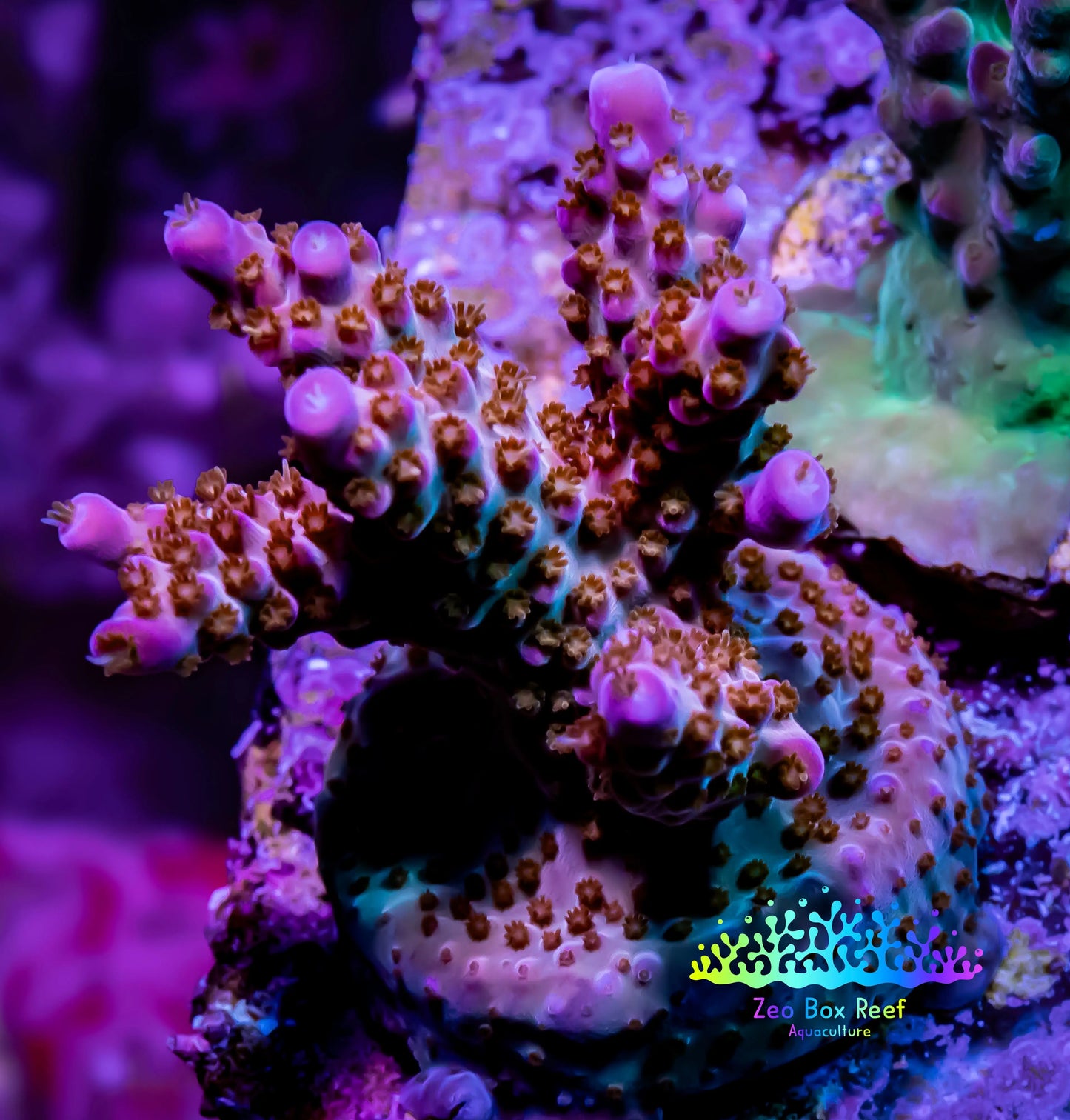 Acropora Coral - GumDrops Acro Frag WYSIWYG Acropora Coral - GumDrops Acro Frag WYSIWYG SPS Acropora Coral - GumDrops Acro Frag WYSIWYG Zeo Box Reef