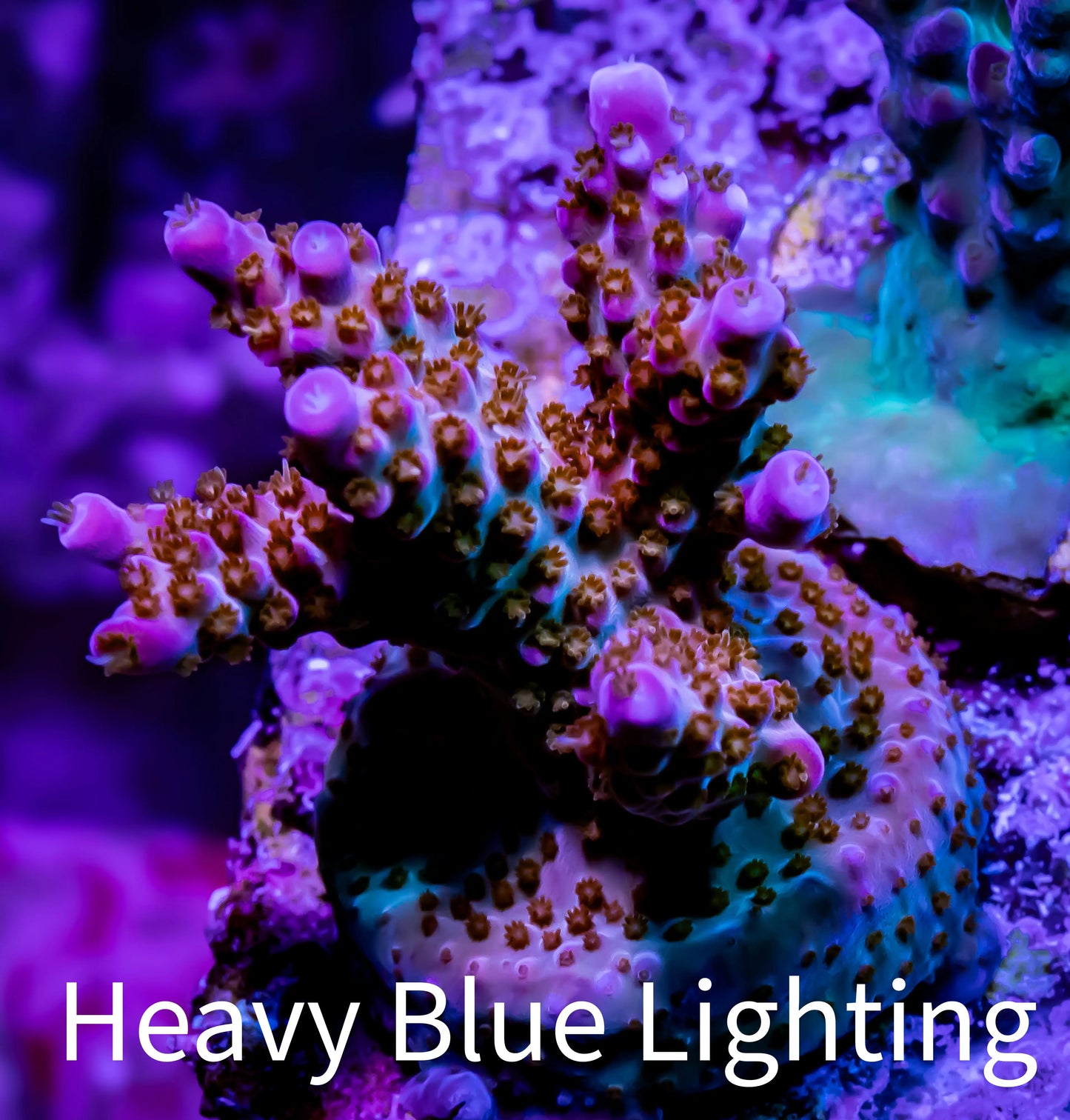 Acropora Coral - GumDrops Acro Frag WYSIWYG Acropora Coral - GumDrops Acro Frag WYSIWYG SPS Acropora Coral - GumDrops Acro Frag WYSIWYG Zeo Box Reef