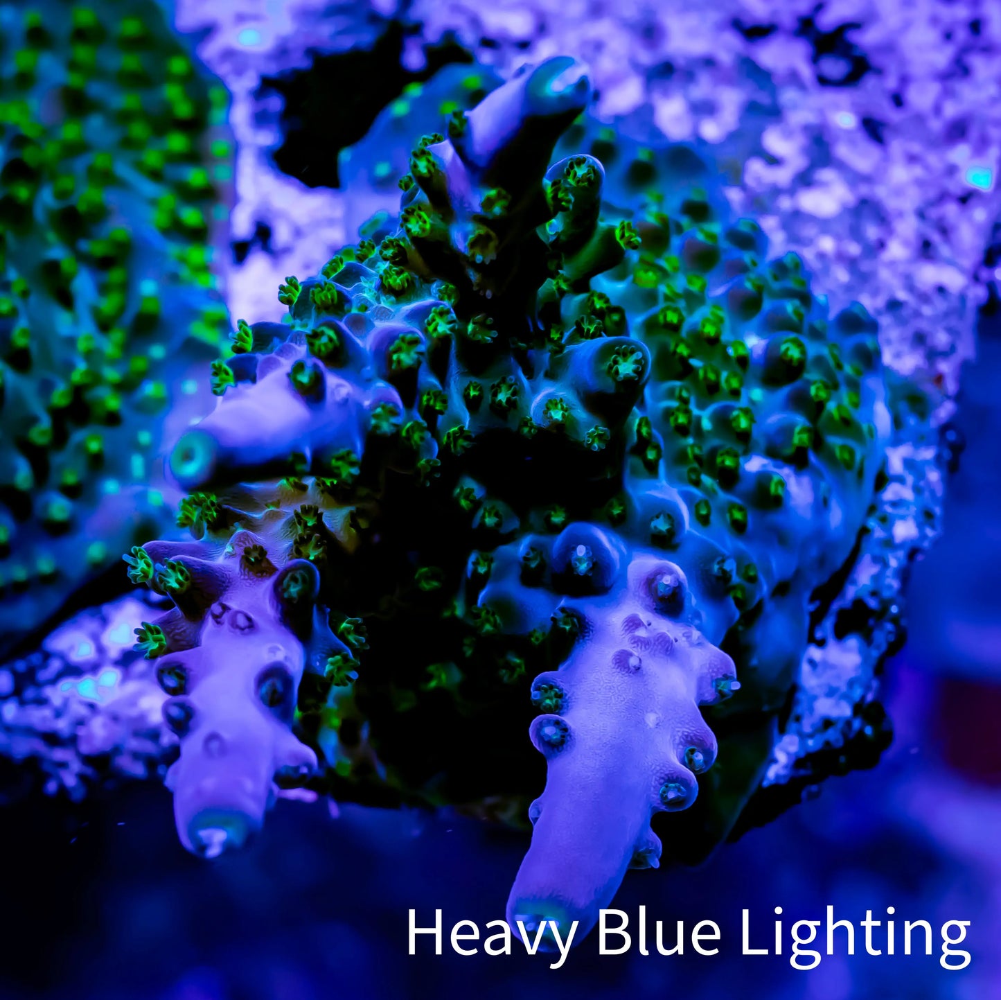 Acropora Coral - Sour Patch Acro Frag WYSIWYG Acropora Coral - Sour Patch Acro Frag WYSIWYG SPS Acropora Coral - Sour Patch Acro Frag WYSIWYG Zeo Box Reef
