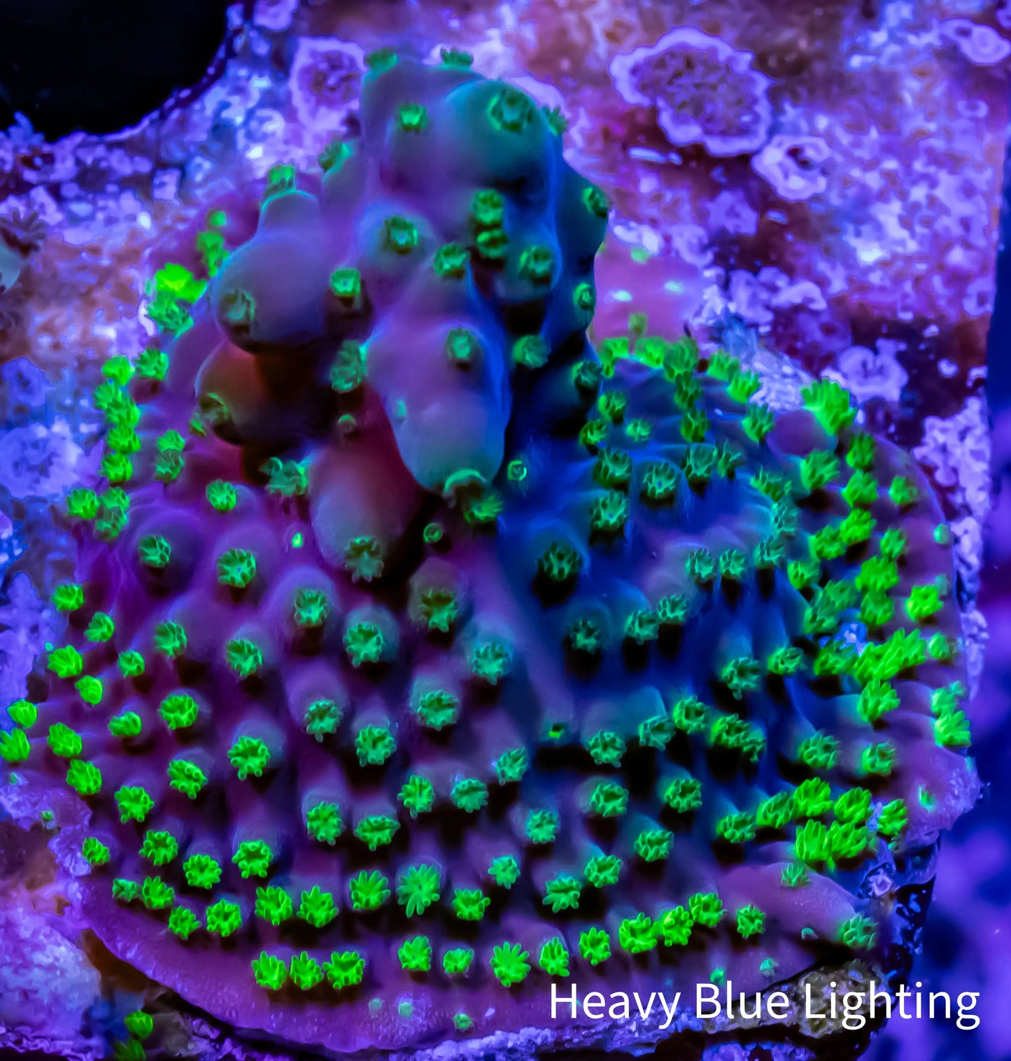 Acropora Coral - Sour Patch Acro Frag Acropora Coral - Sour Patch Acro Frag SPS Acropora Coral - Sour Patch Acro Frag Zeo Box Reef