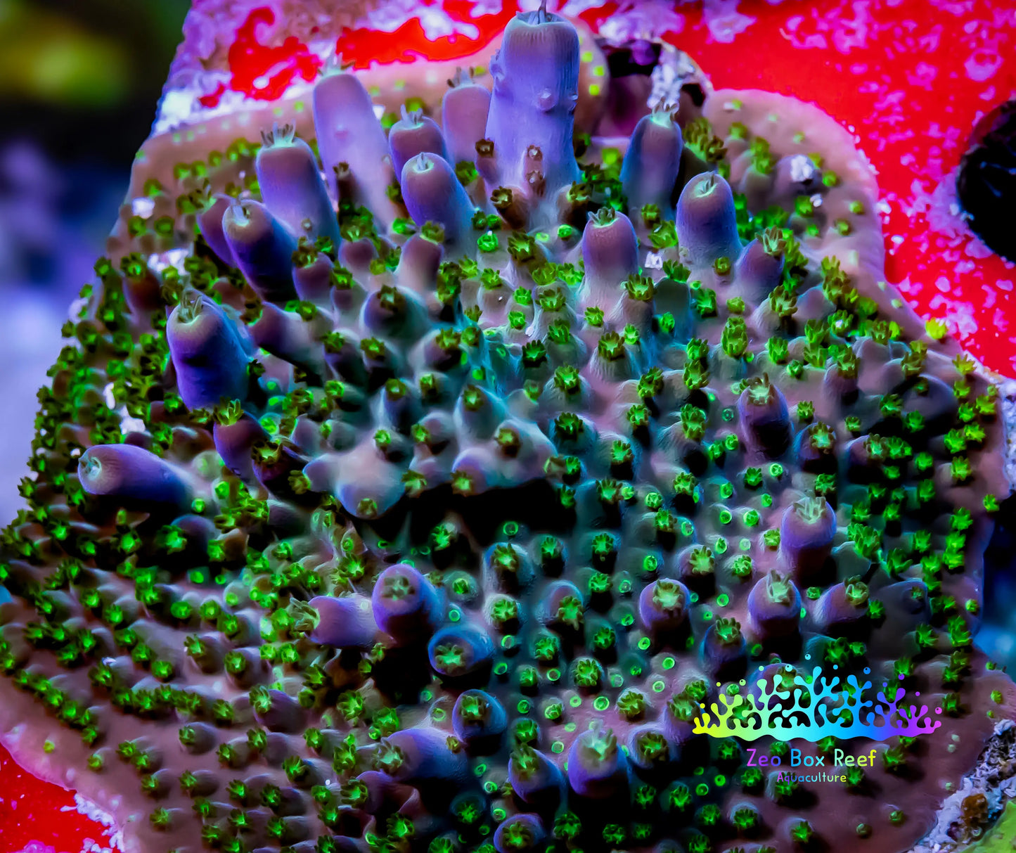 Acropora Coral - Sour Patch Acro Frag Acropora Coral - Sour Patch Acro Frag SPS Acropora Coral - Sour Patch Acro Frag Zeo Box Reef