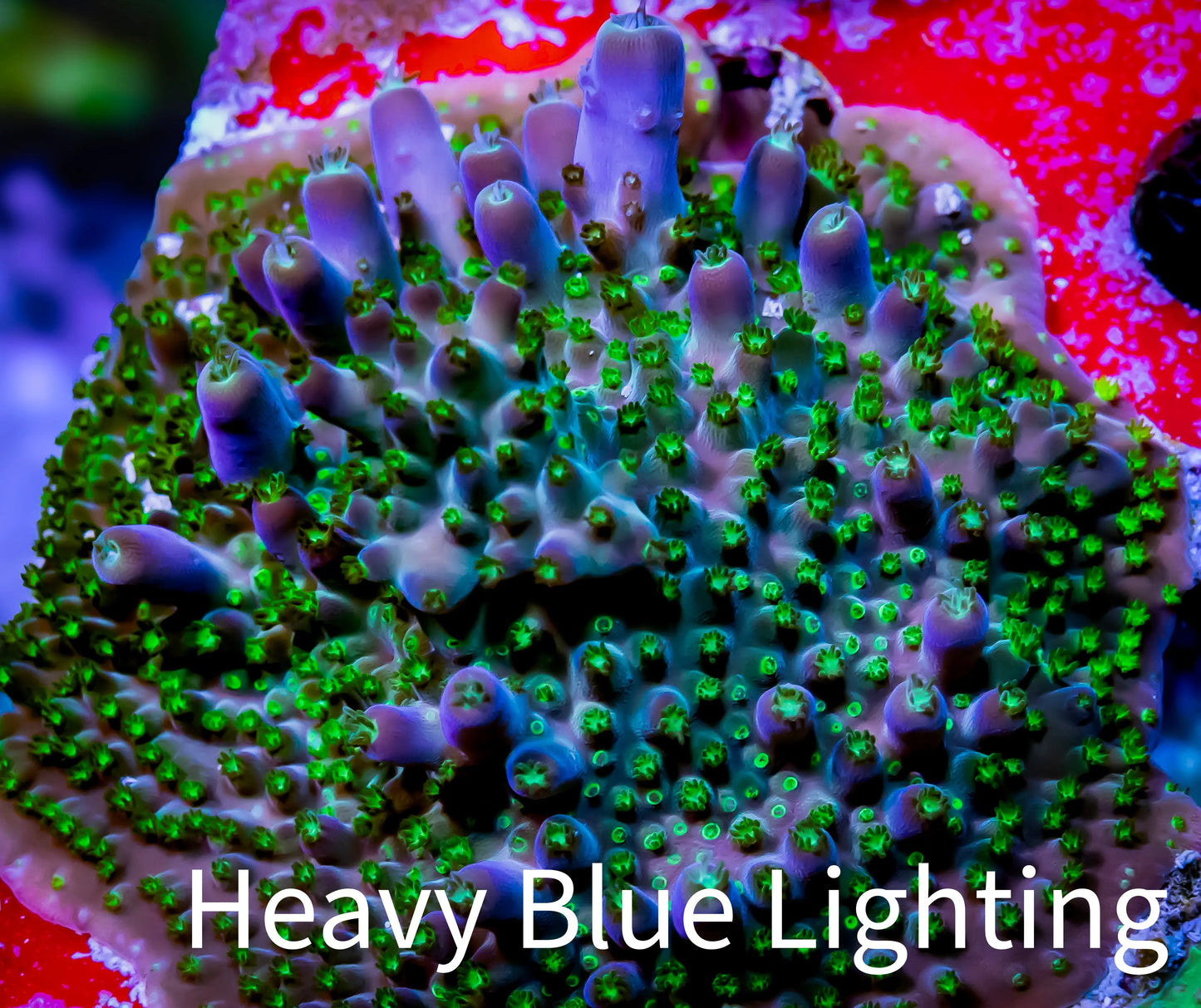 Acropora Coral - Sour Patch Acro Frag Acropora Coral - Sour Patch Acro Frag SPS Acropora Coral - Sour Patch Acro Frag Zeo Box Reef