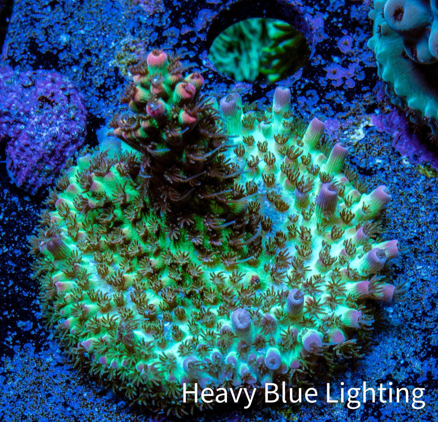 Acropora Coral - Strawberry Shortcake Acro Frag WYSIWYG Acropora Coral - Strawberry Shortcake Acro Frag WYSIWYG SPS Acropora Coral - Strawberry Shortcake Acro Frag WYSIWYG Zeo Box Reef