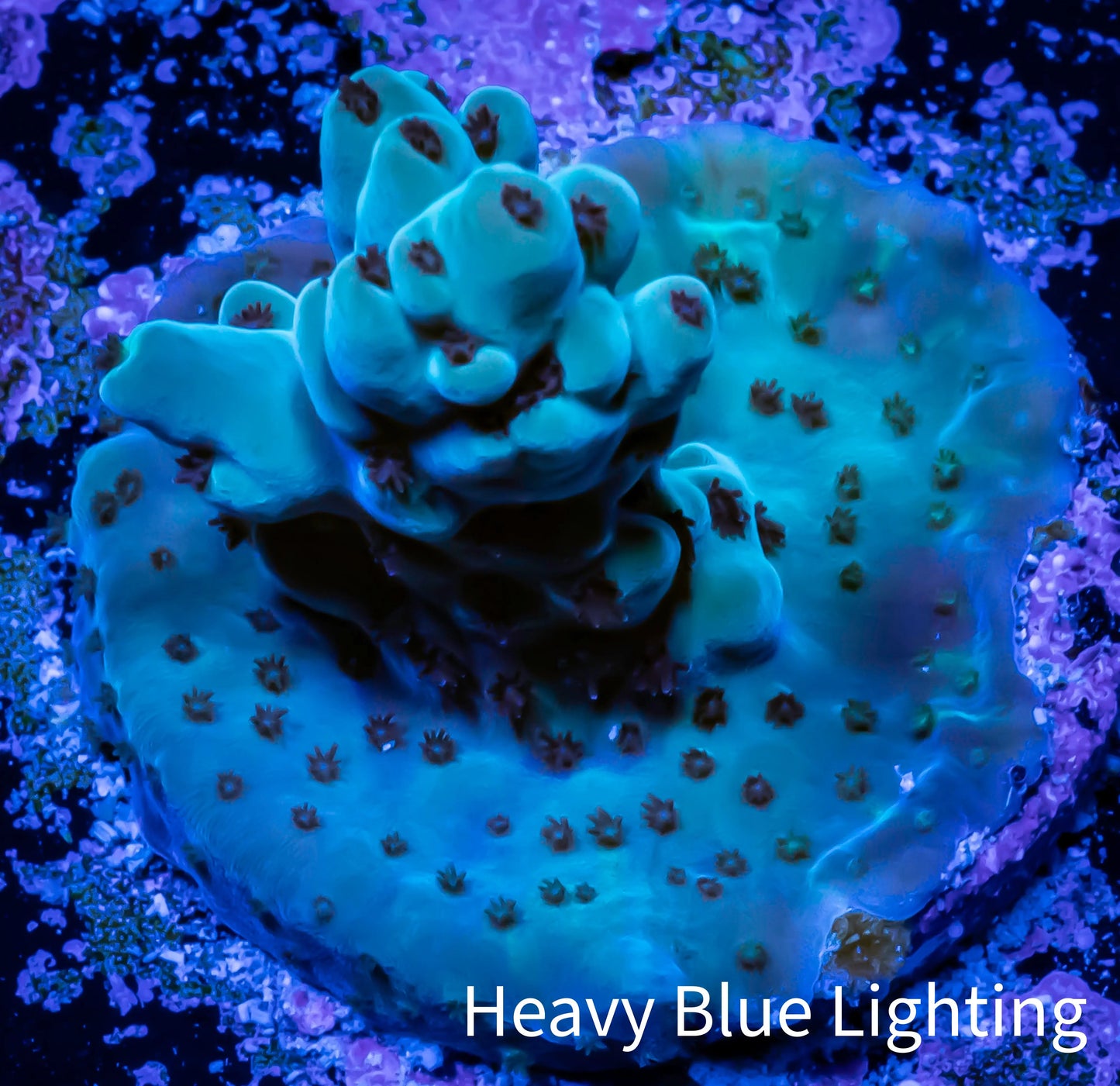 Acropora Coral - Ultra Acro Frag WYSIWYG A10R4B1 Acropora Coral - Ultra Acro Frag WYSIWYG A10R4B1 SPS Acropora Coral - Ultra Acro Frag WYSIWYG A10R4B1 Zeo Box Reef