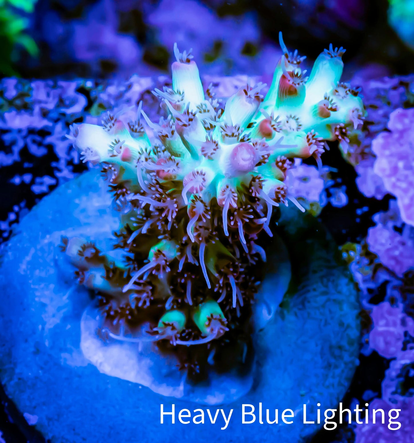 Acropora Coral - Ultra Acro Frag WYSIWYG A10R5B1 Acropora Coral - Ultra Acro Frag WYSIWYG A10R5B1 SPS Acropora Coral - Ultra Acro Frag WYSIWYG A10R5B1 Zeo Box Reef