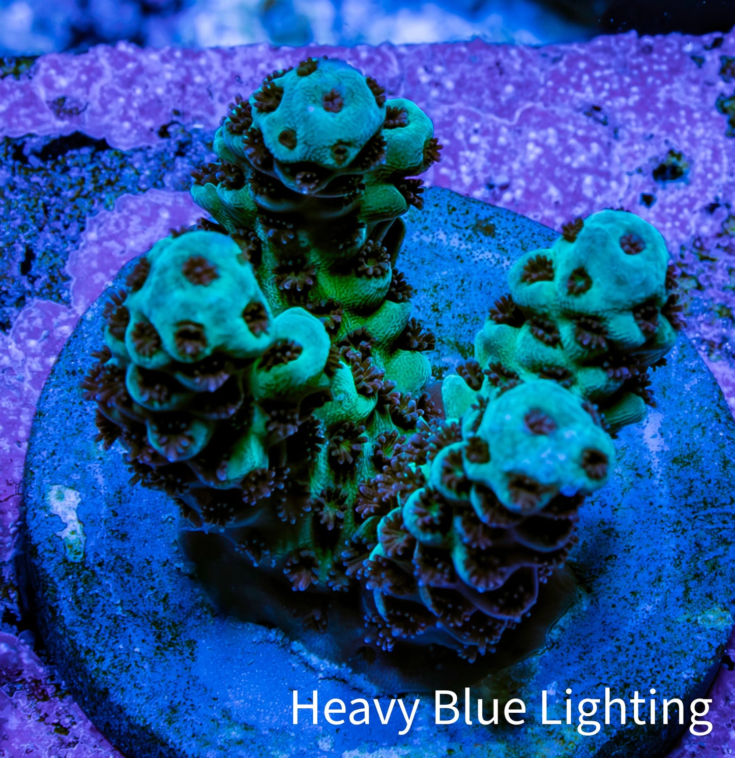 Acropora Coral - Ultra Acro Frag WYSIWYG A10R5B1 Acropora Coral - Ultra Acro Frag WYSIWYG A10R5B1 SPS Acropora Coral - Ultra Acro Frag WYSIWYG A10R5B1 Zeo Box Reef