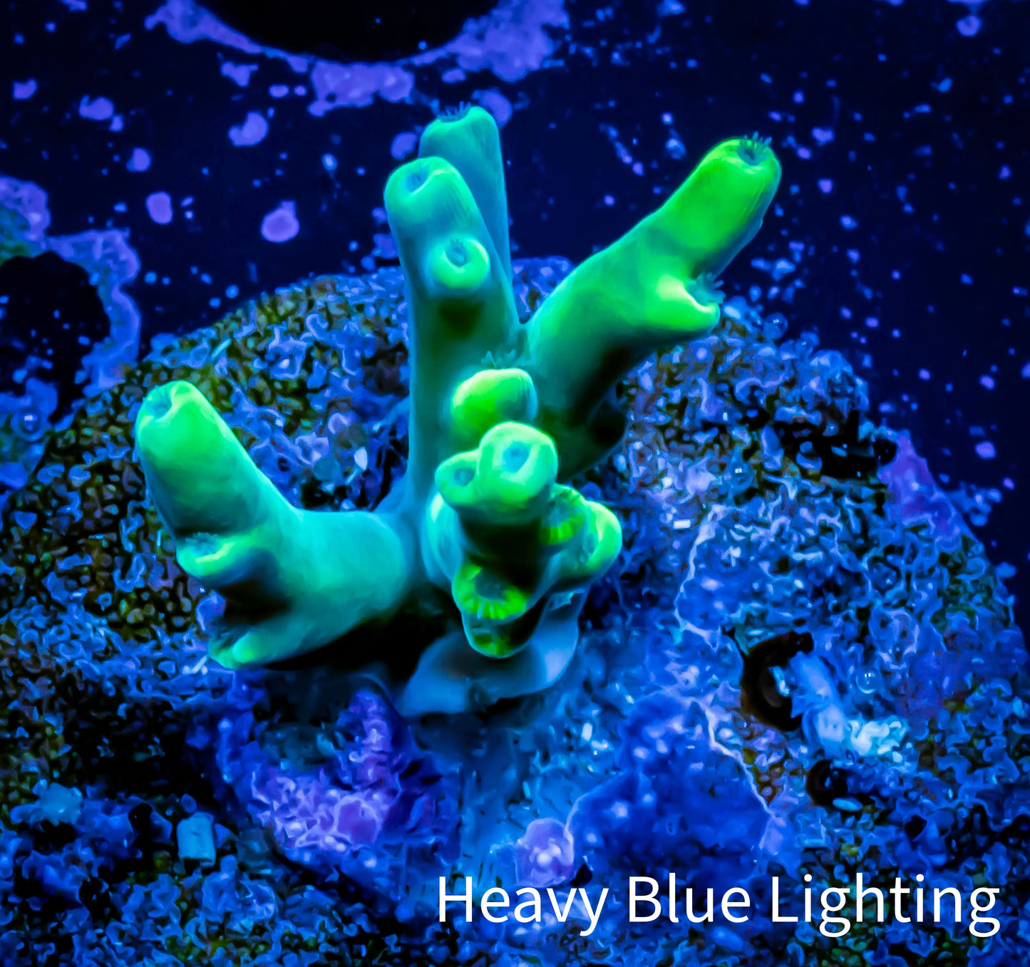 Acropora Coral - Ultra Acro Frag WYSIWYG A11R2B1 Acropora Coral - Ultra Acro Frag WYSIWYG A11R2B1 SPS Acropora Coral - Ultra Acro Frag WYSIWYG A11R2B1 Zeo Box Reef