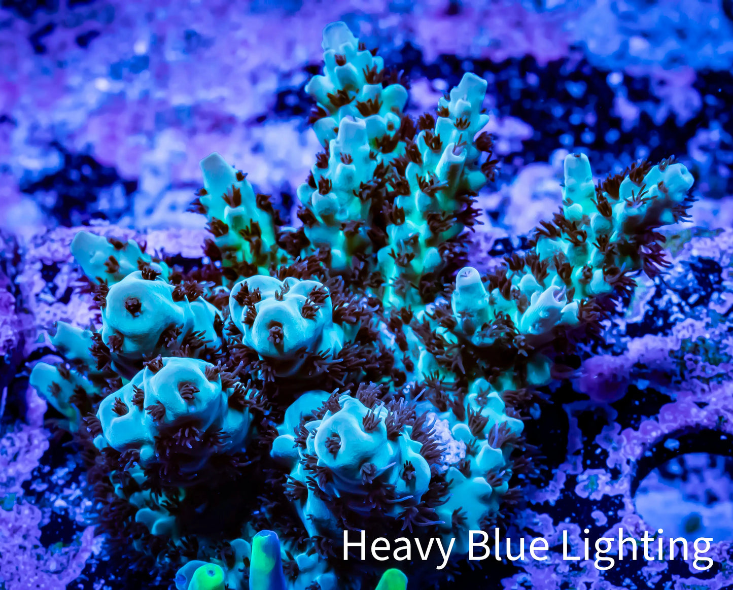 Acropora Coral - Ultra Acro Frag WYSIWYG A1R3B1 Acropora Coral - Ultra Acro Frag WYSIWYG A1R3B1 SPS Acropora Coral - Ultra Acro Frag WYSIWYG A1R3B1 Zeo Box Reef