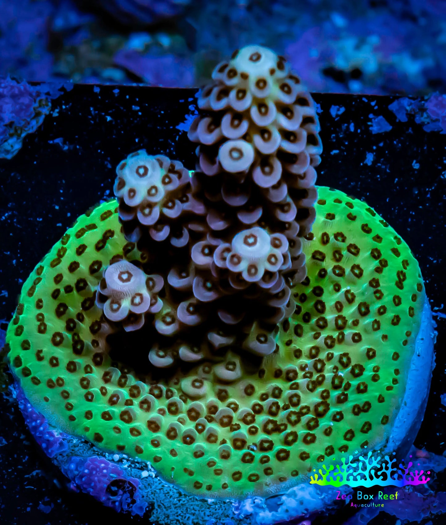 Acropora Coral - Ultra Acro Frag WYSIWYG A1R5B1 Acropora Coral - Ultra Acro Frag WYSIWYG A1R5B1 SPS Acropora Coral - Ultra Acro Frag WYSIWYG A1R5B1 Zeo Box Reef