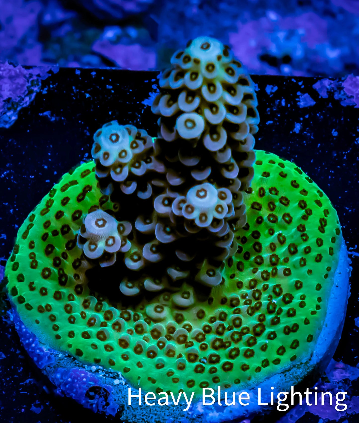 Acropora Coral - Ultra Acro Frag WYSIWYG A1R5B1 Acropora Coral - Ultra Acro Frag WYSIWYG A1R5B1 SPS Acropora Coral - Ultra Acro Frag WYSIWYG A1R5B1 Zeo Box Reef