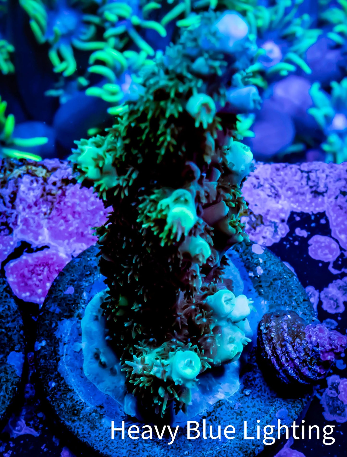 Acropora Coral - Ultra Acro Frag WYSIWYG A2R2B1 Acropora Coral - Ultra Acro Frag WYSIWYG A2R2B1 SPS Acropora Coral - Ultra Acro Frag WYSIWYG A2R2B1 Zeo Box Reef