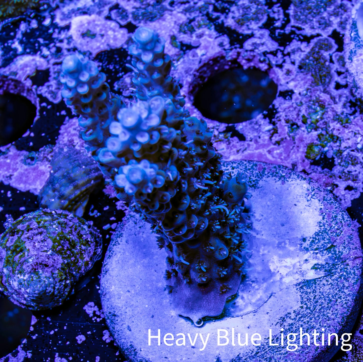 Acropora Coral - Ultra Acro Frag WYSIWYG A2R2B1 Acropora Coral - Ultra Acro Frag WYSIWYG A2R2B1 SPS Acropora Coral - Ultra Acro Frag WYSIWYG A2R2B1 Zeo Box Reef