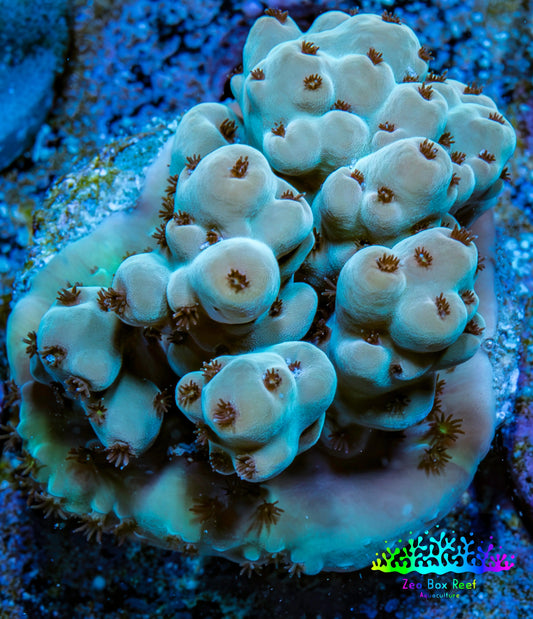 Acropora Coral -  Ultra  Acro Frag  WYSIWYG A2R3B1 Acropora Coral -  Ultra  Acro Frag  WYSIWYG A2R3B1 SPS Acropora Coral -  Ultra  Acro Frag  WYSIWYG A2R3B1 Zeo Box Reef