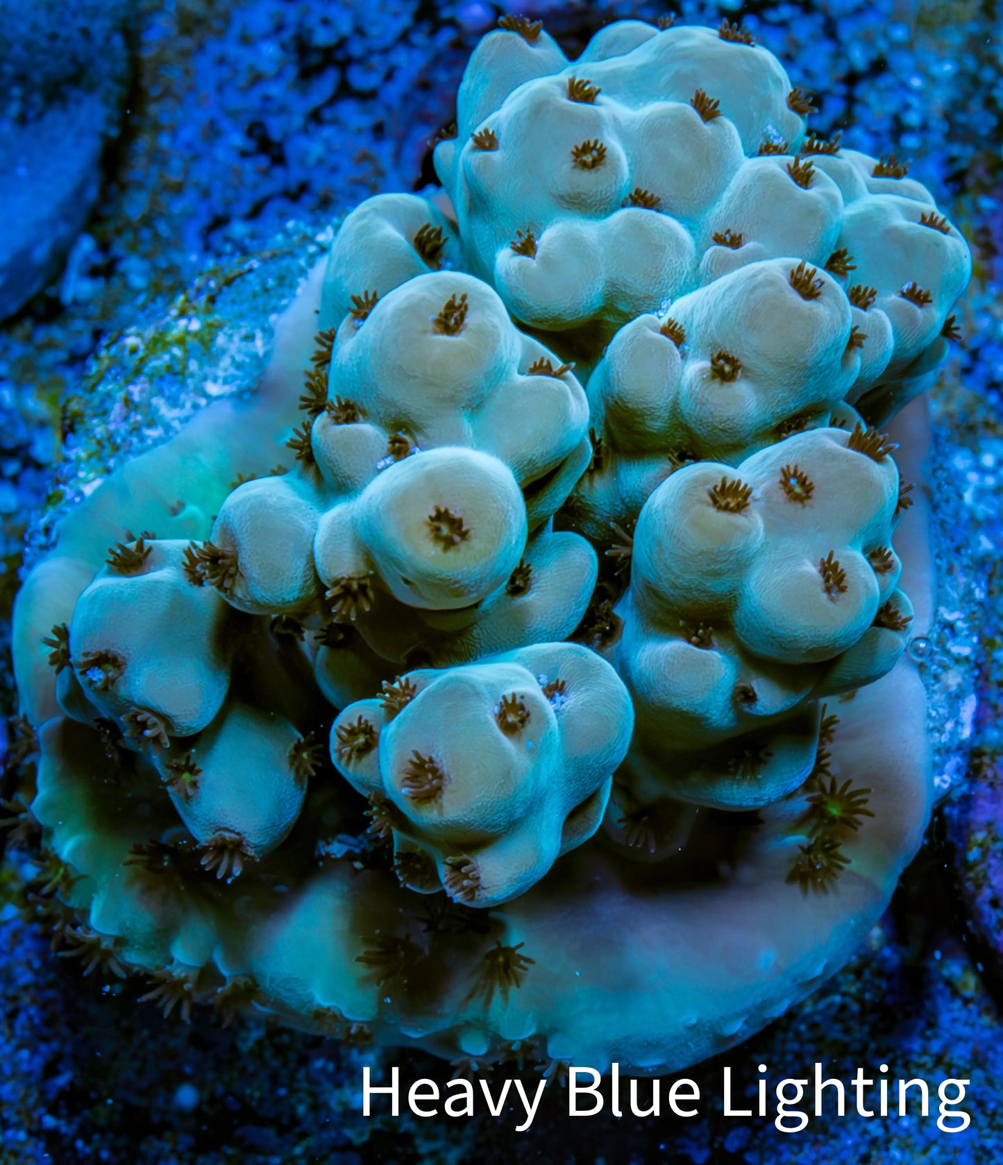 Acropora Coral - Ultra Acro Frag WYSIWYG A2R3B1 Acropora Coral - Ultra Acro Frag WYSIWYG A2R3B1 SPS Acropora Coral - Ultra Acro Frag WYSIWYG A2R3B1 Zeo Box Reef