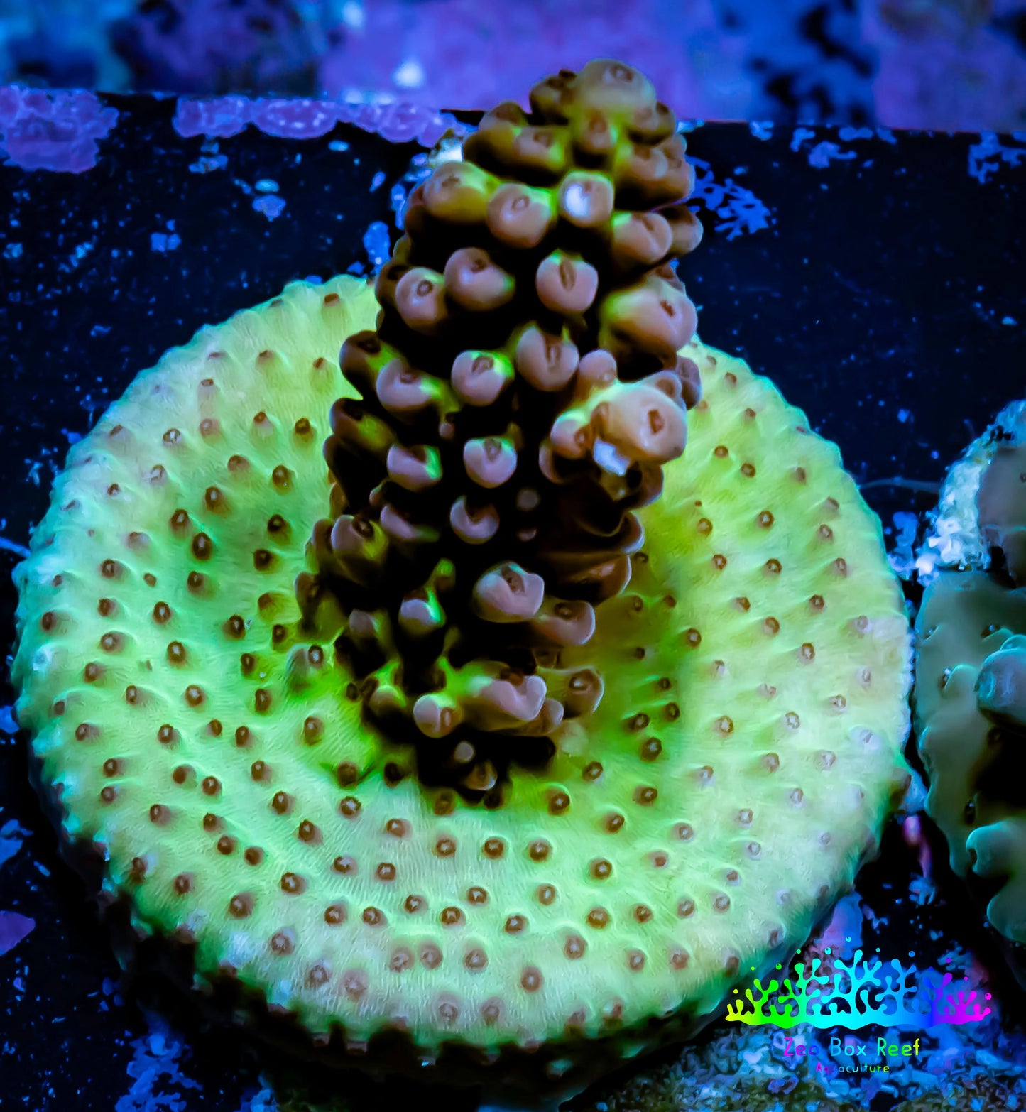 Acropora Coral - Ultra Acro Frag WYSIWYG A2R5B1 Acropora Coral - Ultra Acro Frag WYSIWYG A2R5B1 SPS Acropora Coral - Ultra Acro Frag WYSIWYG A2R5B1 Zeo Box Reef