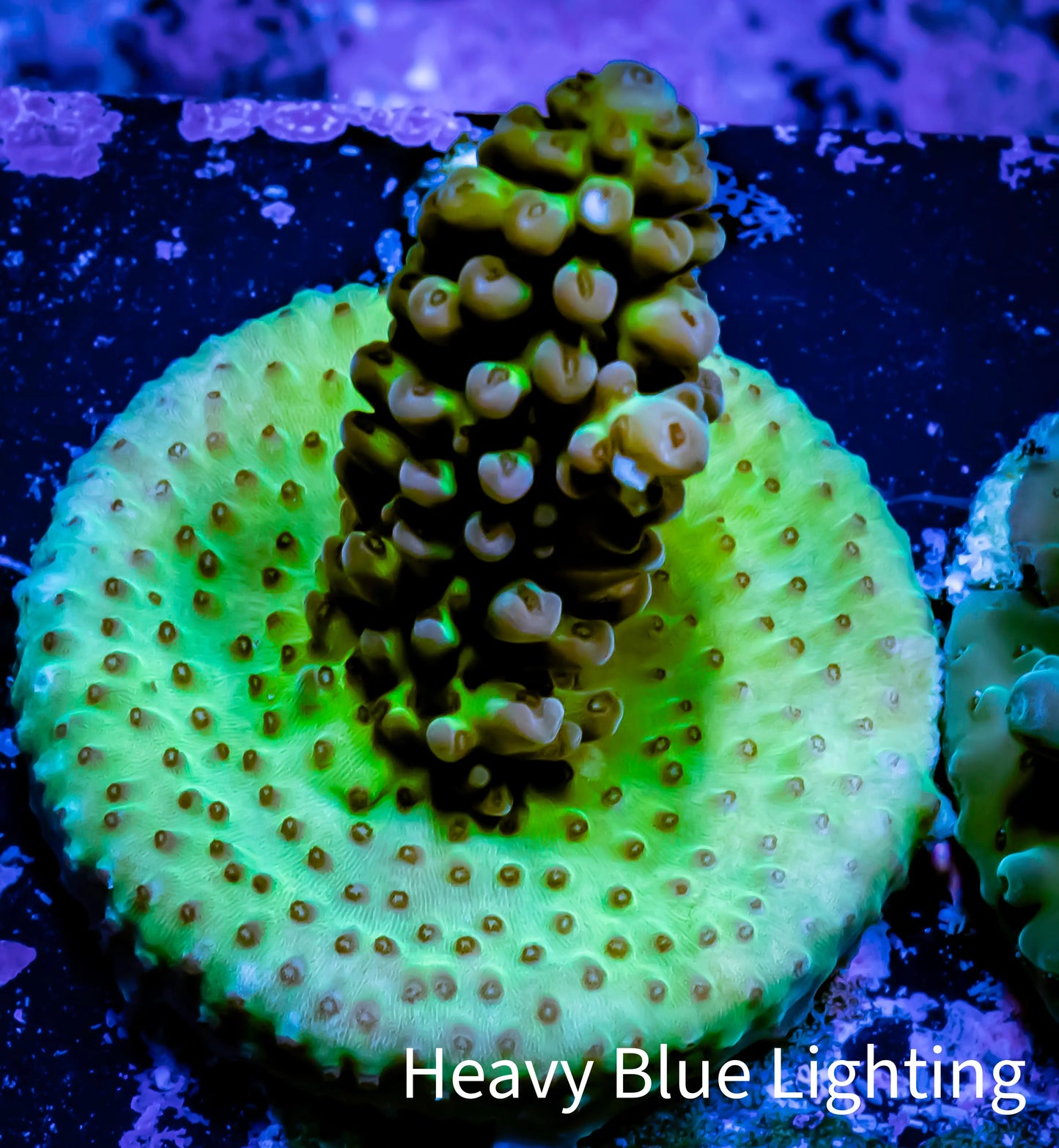 Acropora Coral - Ultra Acro Frag WYSIWYG A2R5B1 Acropora Coral - Ultra Acro Frag WYSIWYG A2R5B1 SPS Acropora Coral - Ultra Acro Frag WYSIWYG A2R5B1 Zeo Box Reef