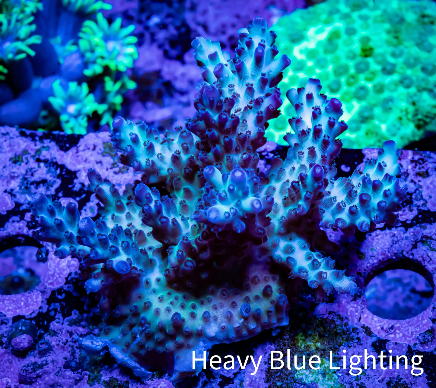 Acropora Coral - Ultra Acro Frag WYSIWYG A3R2B1 Acropora Coral - Ultra Acro Frag WYSIWYG A3R2B1 SPS Acropora Coral - Ultra Acro Frag WYSIWYG A3R2B1 Zeo Box Reef