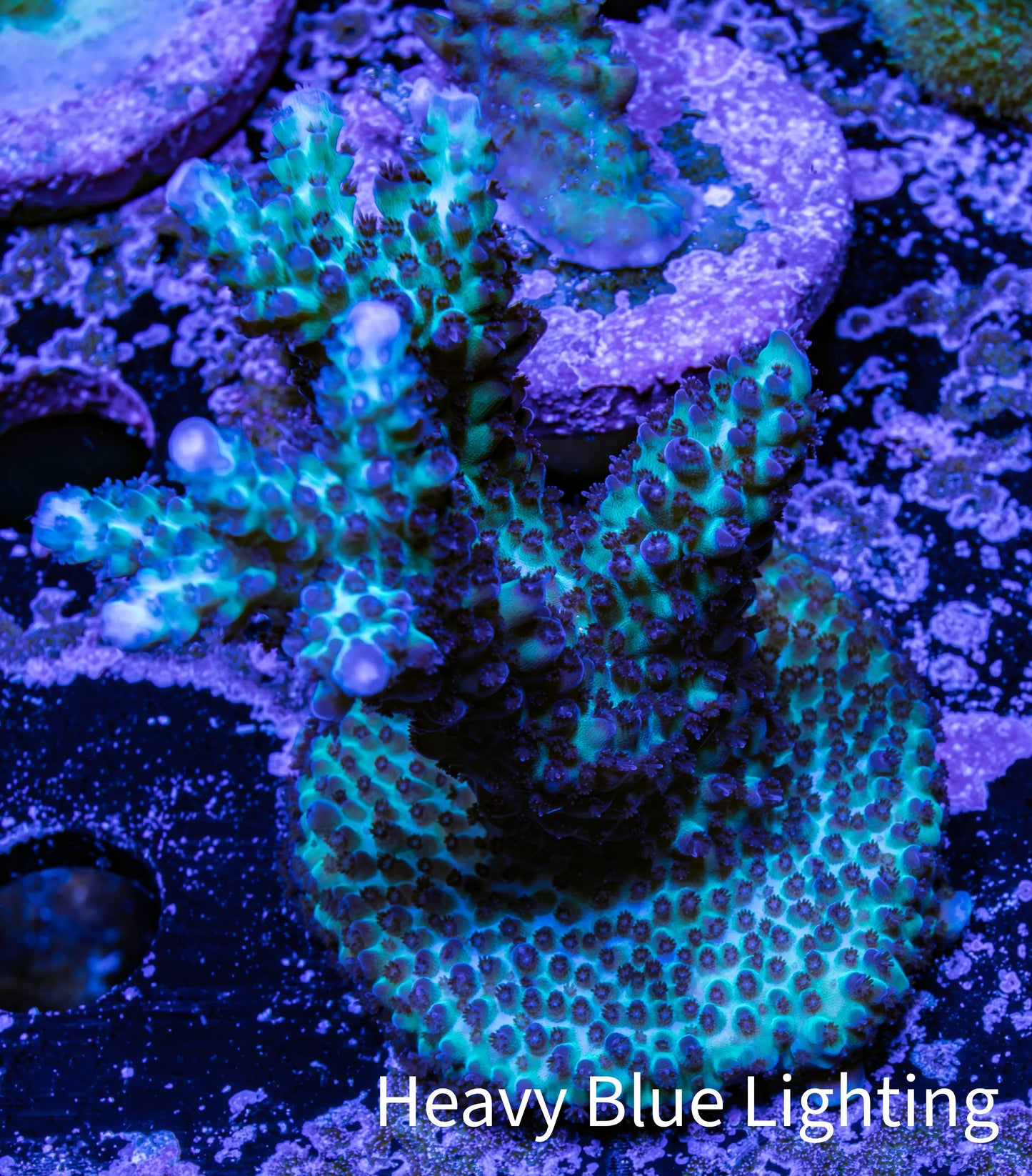 Acropora Coral - Ultra Acro Frag WYSIWYG A3R2B1 Acropora Coral - Ultra Acro Frag WYSIWYG A3R2B1 SPS Acropora Coral - Ultra Acro Frag WYSIWYG A3R2B1 Zeo Box Reef