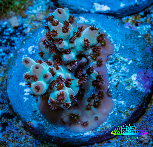 Acropora Coral -  Ultra  Acro Frag WYSIWYG A3R3B1 Acropora Coral -  Ultra  Acro Frag WYSIWYG A3R3B1 SPS Acropora Coral -  Ultra  Acro Frag WYSIWYG A3R3B1 Zeo Box Reef