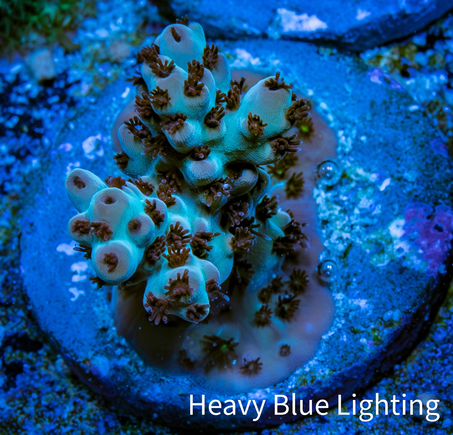 Acropora Coral - Ultra Acro Frag WYSIWYG A3R3B1 Acropora Coral - Ultra Acro Frag WYSIWYG A3R3B1 SPS Acropora Coral - Ultra Acro Frag WYSIWYG A3R3B1 Zeo Box Reef