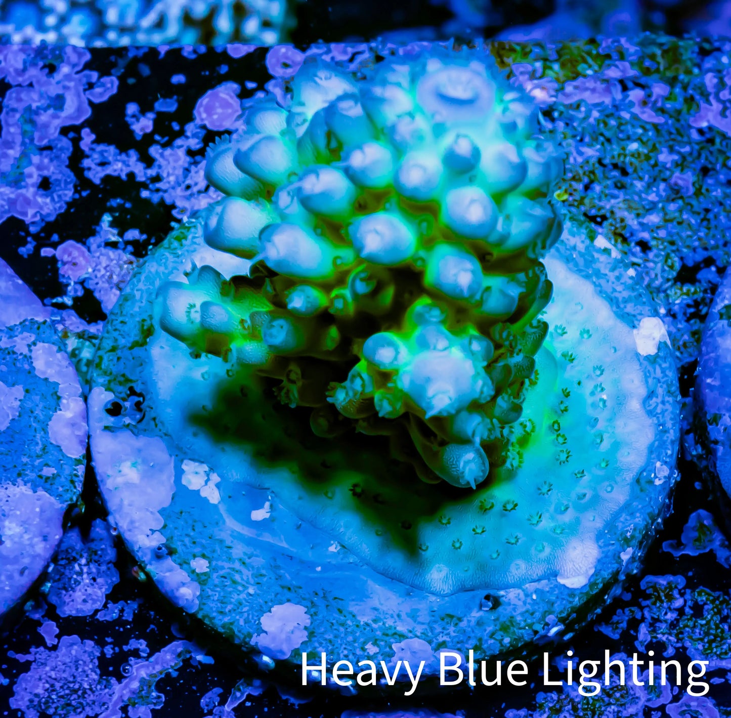 Acropora Coral - Ultra Acro Frag WYSIWYG A3R5B1 Acropora Coral - Ultra Acro Frag WYSIWYG A3R5B1 SPS Acropora Coral - Ultra Acro Frag WYSIWYG A3R5B1 Zeo Box Reef
