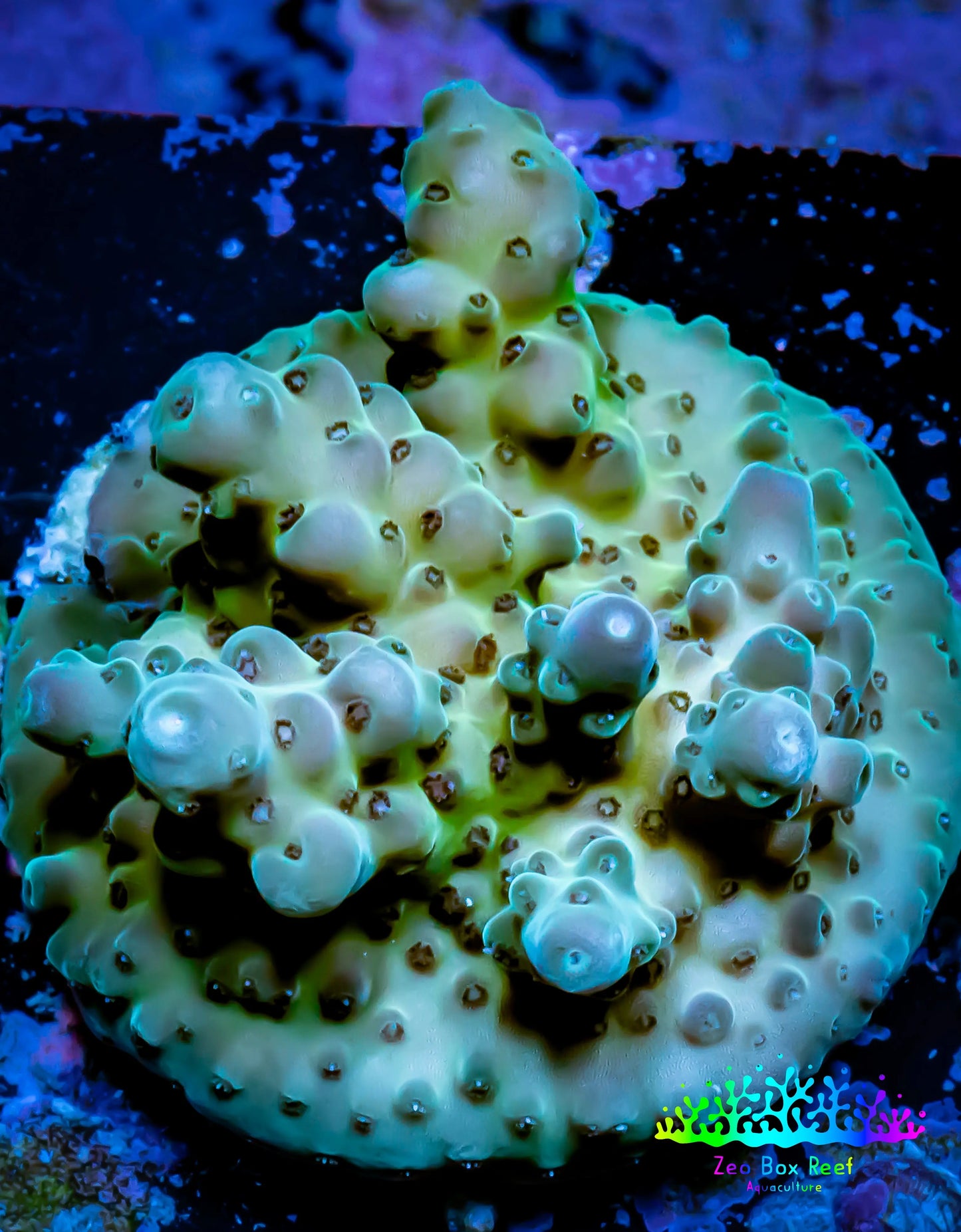 Acropora Coral - Ultra Acro Frag WYSIWYG A3R5B1 Acropora Coral - Ultra Acro Frag WYSIWYG A3R5B1 SPS Acropora Coral - Ultra Acro Frag WYSIWYG A3R5B1 Zeo Box Reef