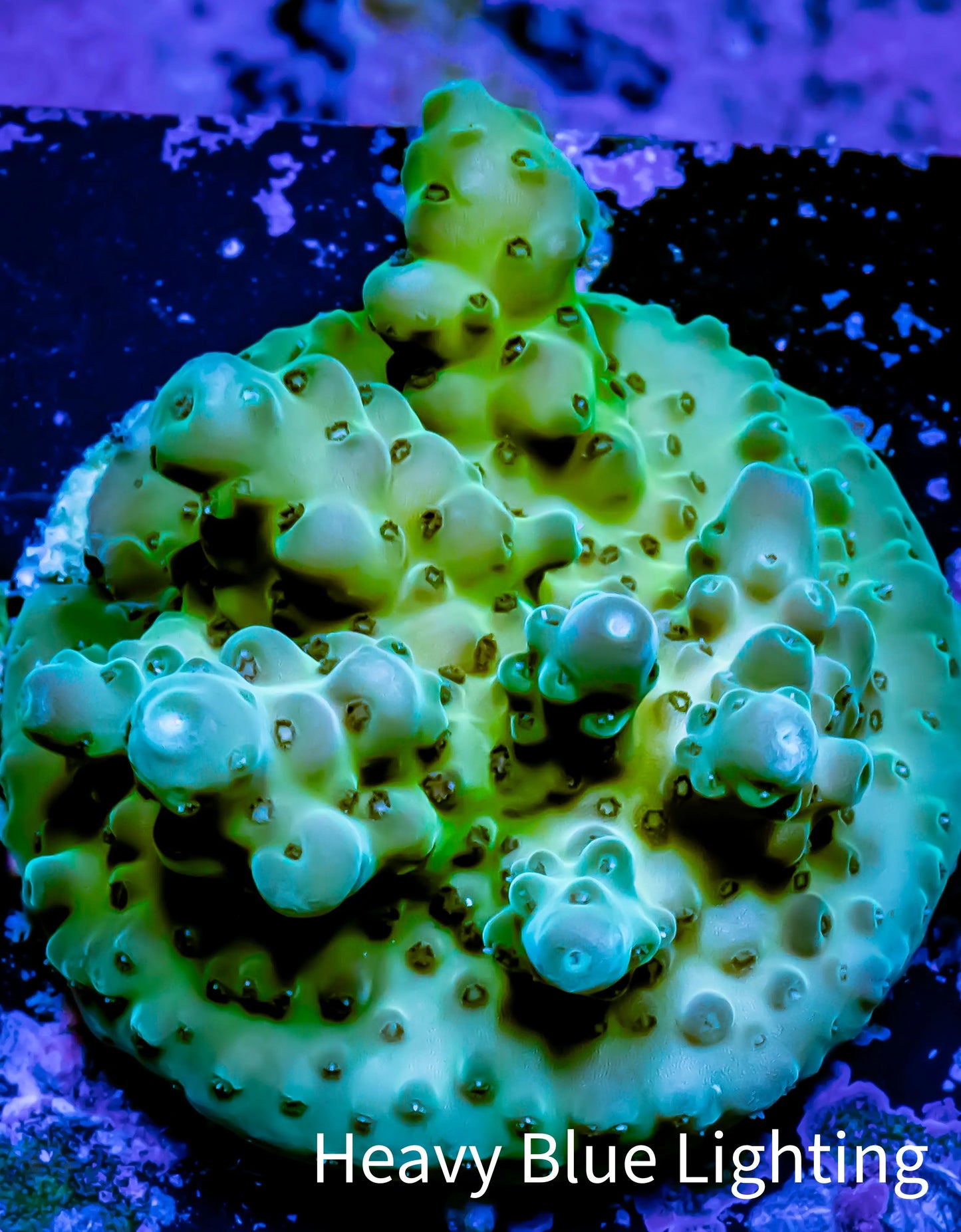 Acropora Coral - Ultra Acro Frag WYSIWYG A3R5B1 Acropora Coral - Ultra Acro Frag WYSIWYG A3R5B1 SPS Acropora Coral - Ultra Acro Frag WYSIWYG A3R5B1 Zeo Box Reef
