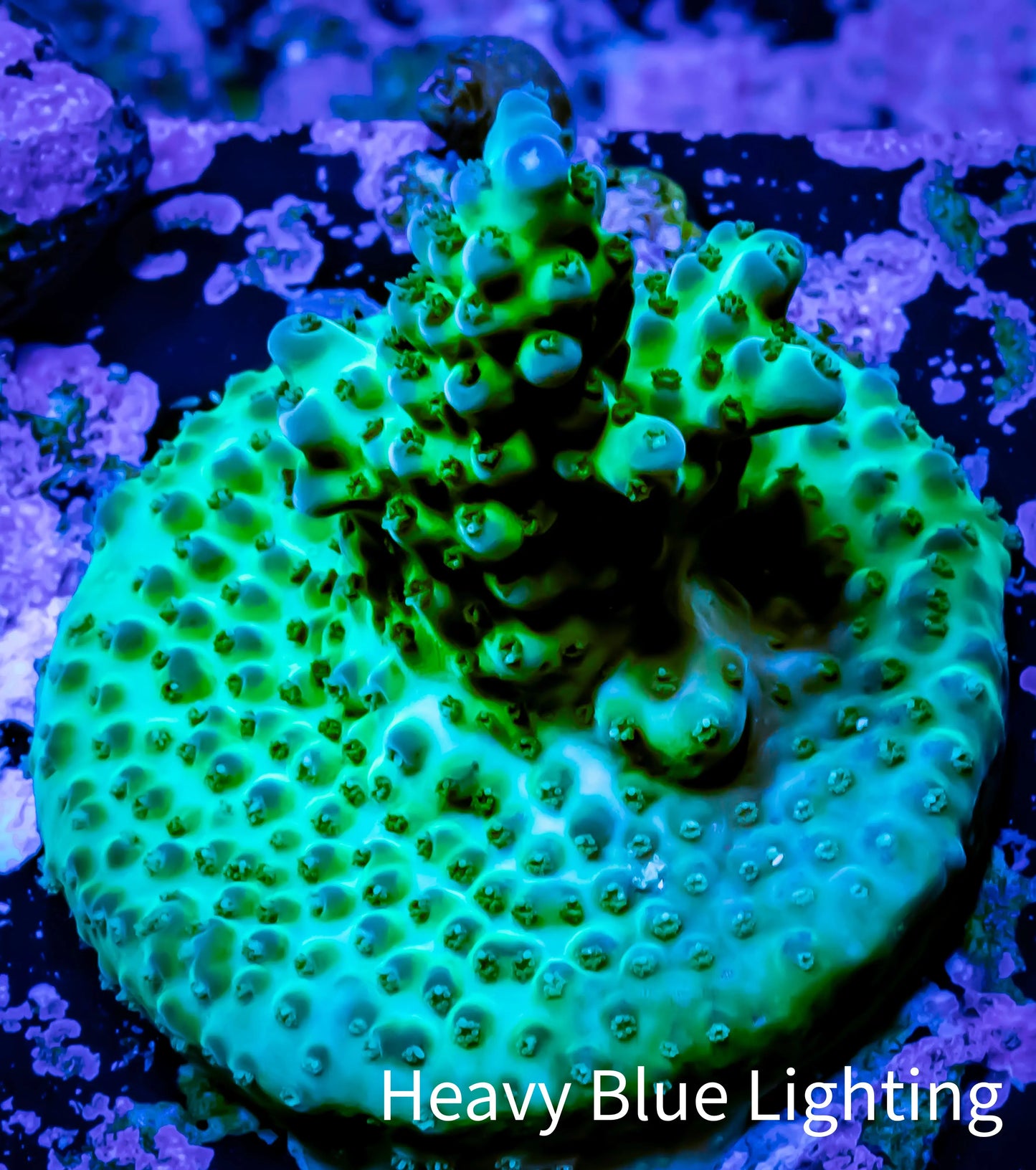 Acropora Coral - Ultra Acro Frag WYSIWYG A3R5B1 Acropora Coral - Ultra Acro Frag WYSIWYG A3R5B1 SPS Acropora Coral - Ultra Acro Frag WYSIWYG A3R5B1 Zeo Box Reef