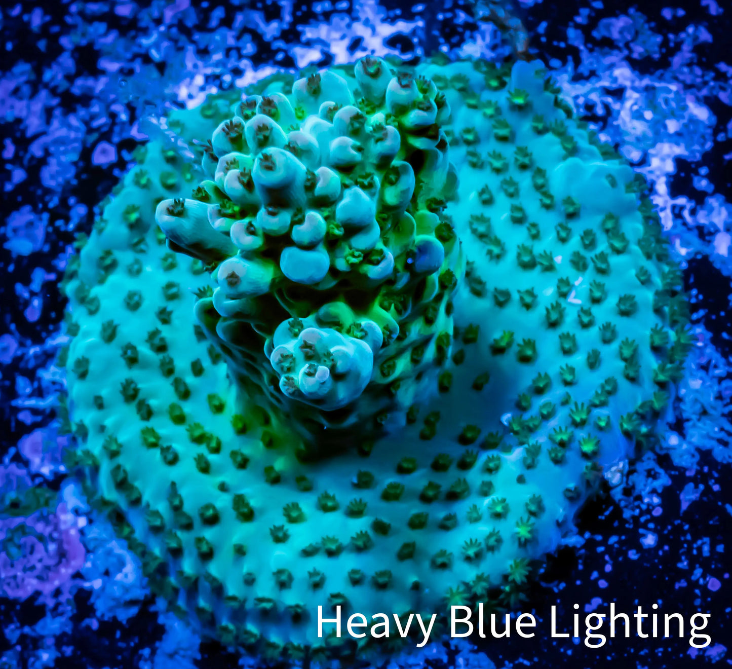 Acropora Coral - Ultra Acro Frag WYSIWYG A410R4B1 Acropora Coral - Ultra Acro Frag WYSIWYG A410R4B1 SPS Acropora Coral - Ultra Acro Frag WYSIWYG A410R4B1 Zeo Box Reef