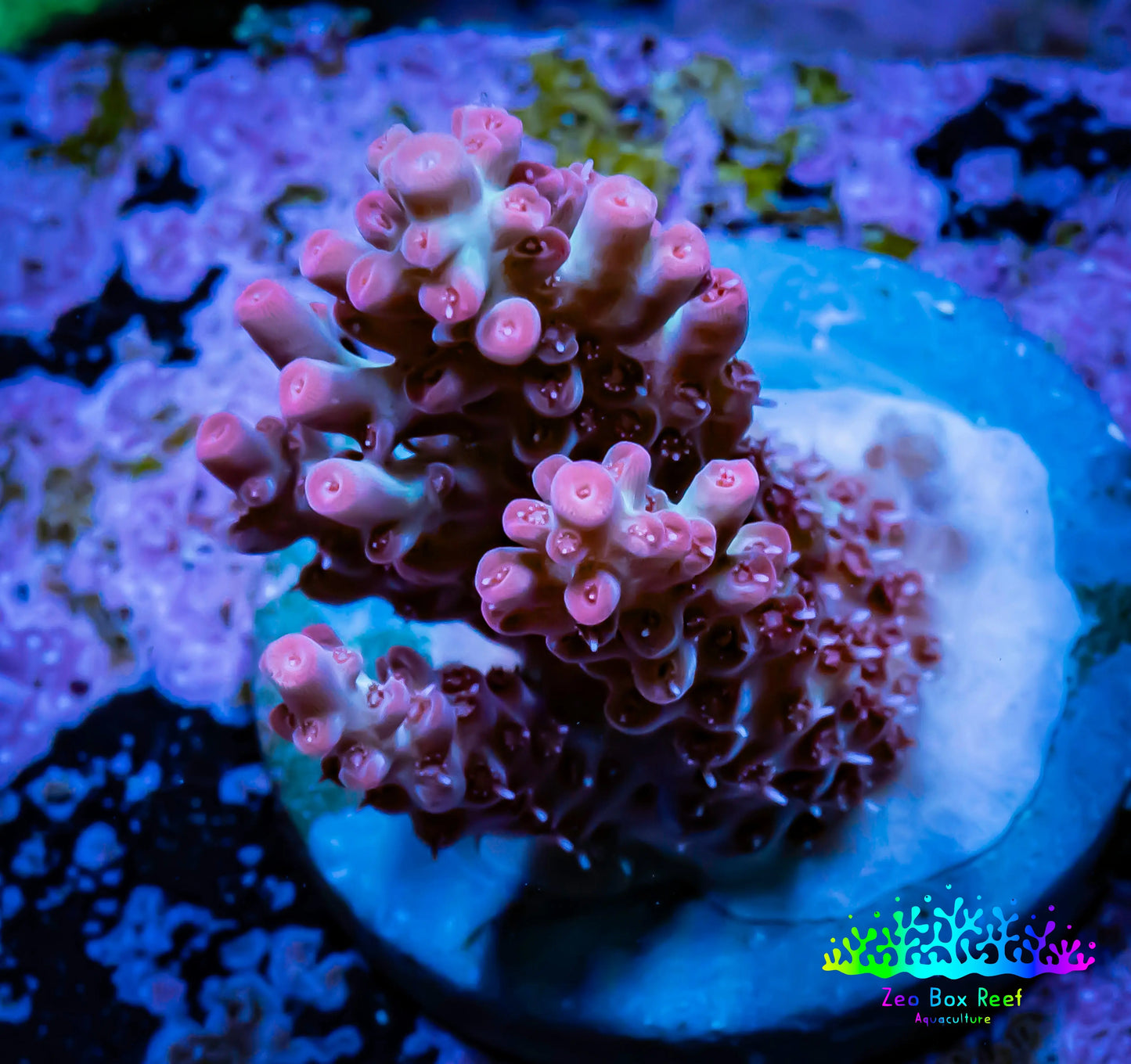 Acropora Coral - Ultra Acro Frag WYSIWYG A4R2B1 Acropora Coral - Ultra Acro Frag WYSIWYG A4R2B1 SPS Acropora Coral - Ultra Acro Frag WYSIWYG A4R2B1 Zeo Box Reef