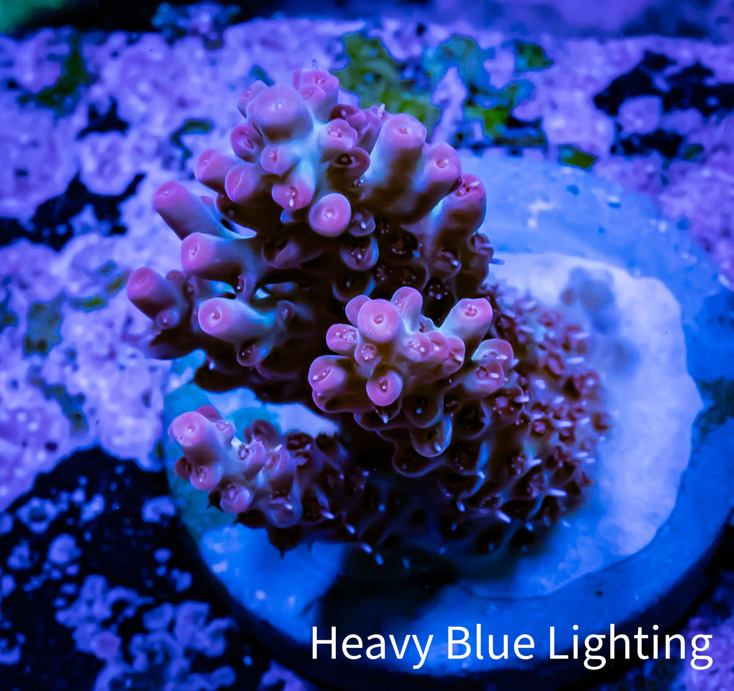 Acropora Coral - Ultra Acro Frag WYSIWYG A4R2B1 Acropora Coral - Ultra Acro Frag WYSIWYG A4R2B1 SPS Acropora Coral - Ultra Acro Frag WYSIWYG A4R2B1 Zeo Box Reef