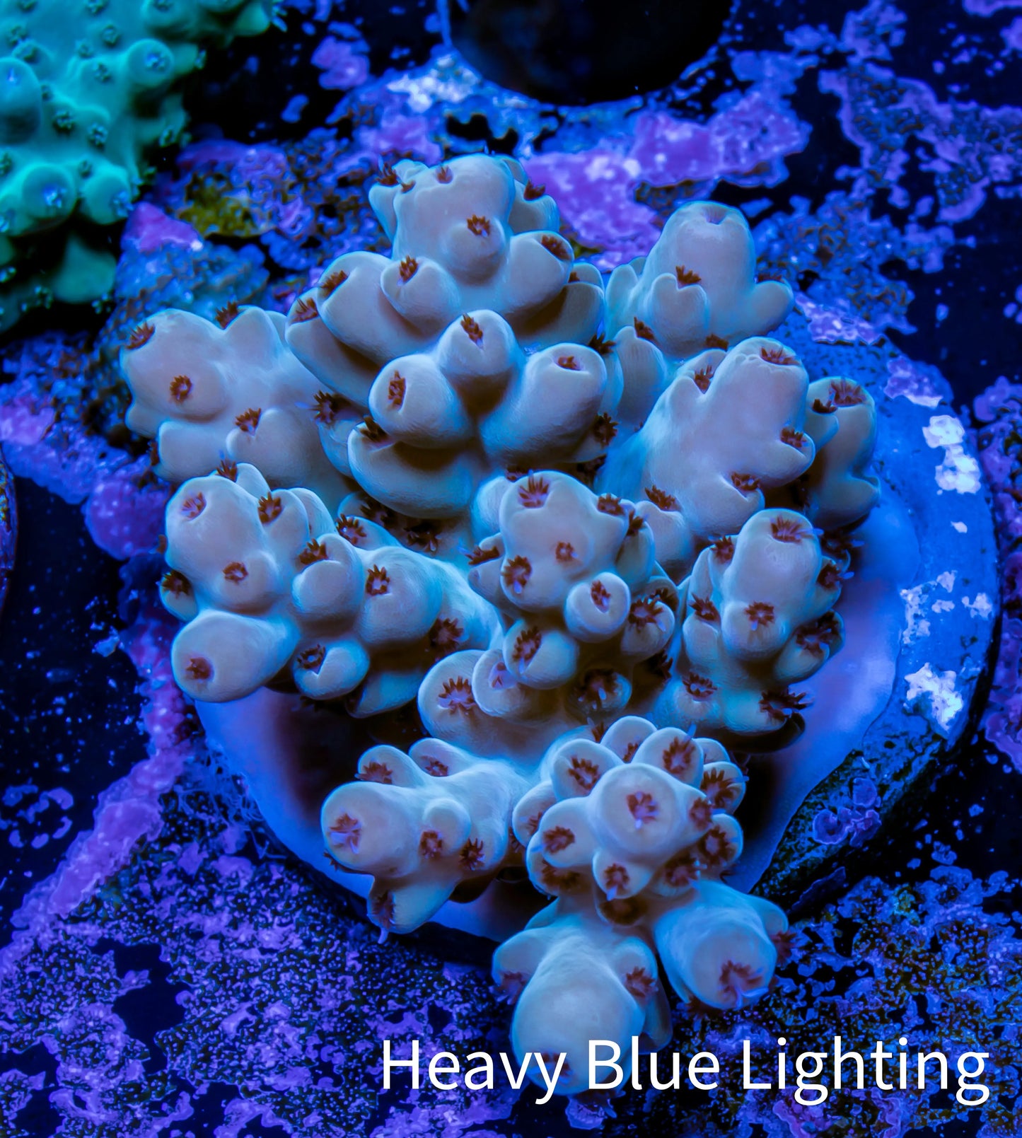 Acropora Coral - Ultra Acro Frag WYSIWYG A4R2B1 Acropora Coral - Ultra Acro Frag WYSIWYG A4R2B1 SPS Acropora Coral - Ultra Acro Frag WYSIWYG A4R2B1 Zeo Box Reef