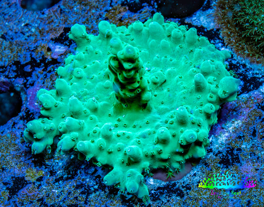 Acropora Coral -  Ultra  Acro Frag  WYSIWYG A4R2B1 Acropora Coral -  Ultra  Acro Frag  WYSIWYG A4R2B1 SPS Acropora Coral -  Ultra  Acro Frag  WYSIWYG A4R2B1 Zeo Box Reef