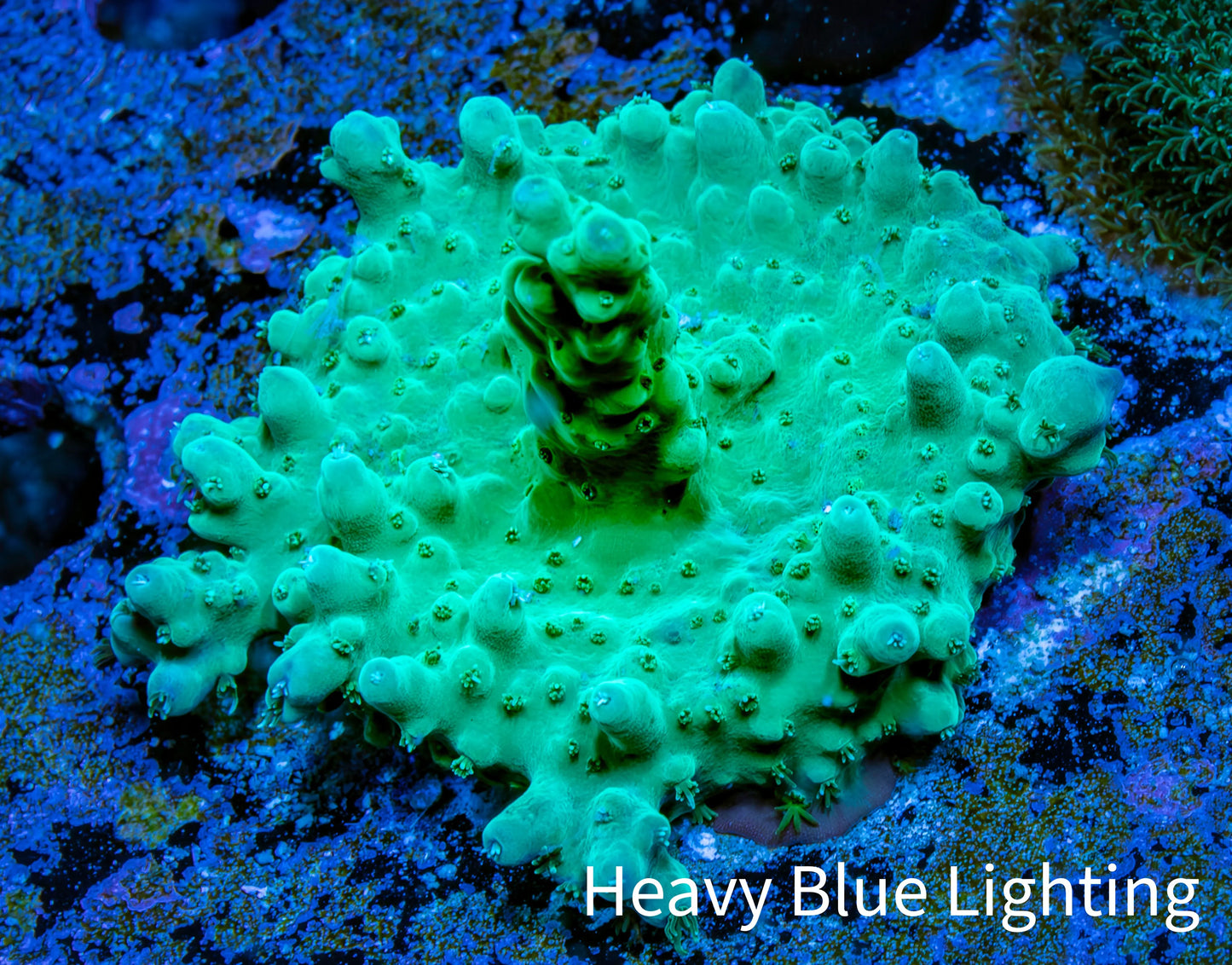 Acropora Coral - Ultra Acro Frag WYSIWYG A4R2B1 Acropora Coral - Ultra Acro Frag WYSIWYG A4R2B1 SPS Acropora Coral - Ultra Acro Frag WYSIWYG A4R2B1 Zeo Box Reef