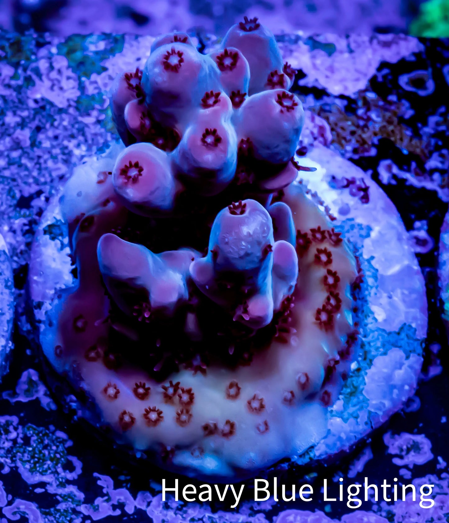 Acropora Coral - Ultra Acro Frag WYSIWYG A4R5B1 Acropora Coral - Ultra Acro Frag WYSIWYG A4R5B1 SPS Acropora Coral - Ultra Acro Frag WYSIWYG A4R5B1 Zeo Box Reef