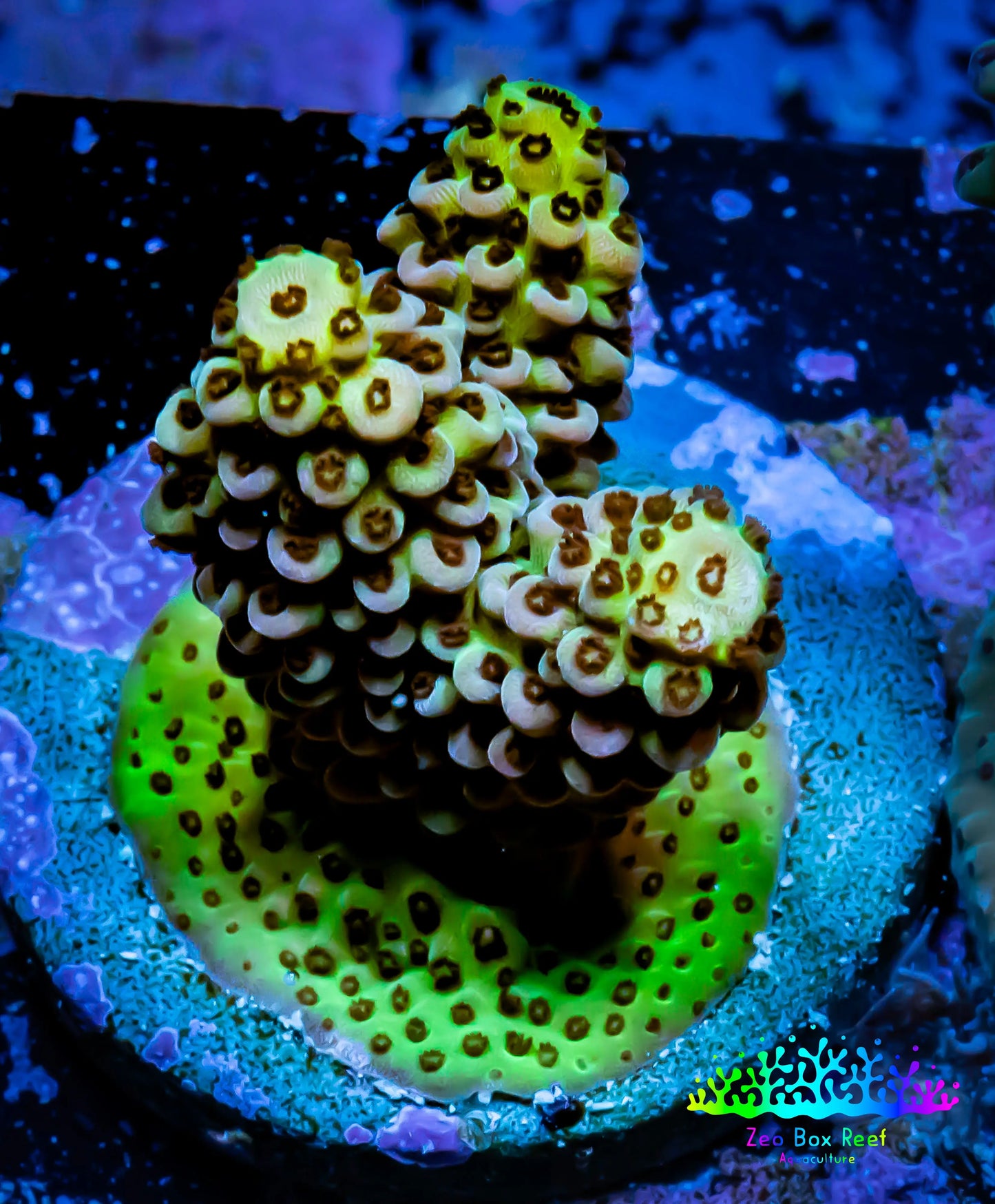 Acropora Coral - Ultra Acro Frag WYSIWYG A4R5B1 Acropora Coral - Ultra Acro Frag WYSIWYG A4R5B1 SPS Acropora Coral - Ultra Acro Frag WYSIWYG A4R5B1 Zeo Box Reef