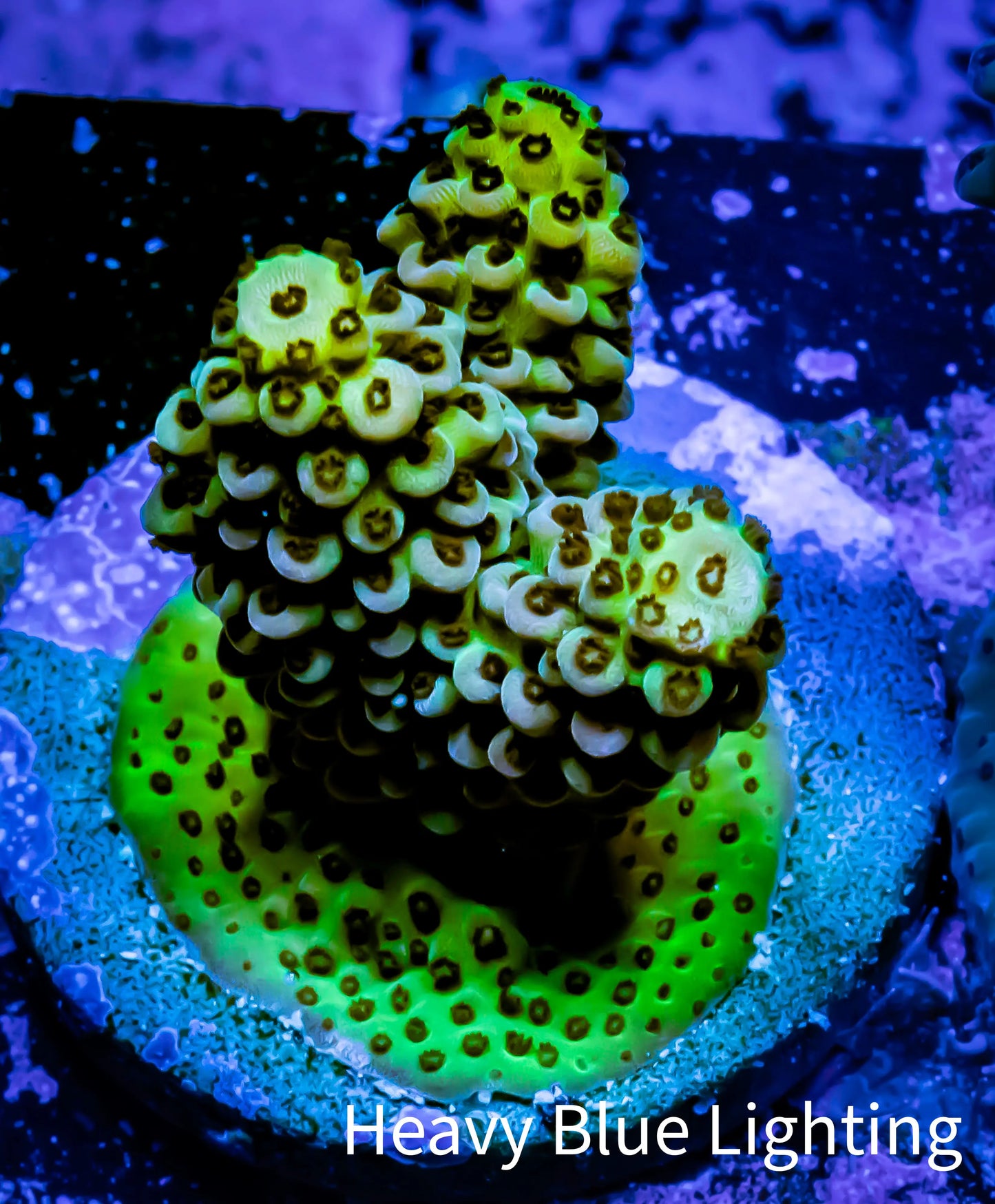Acropora Coral - Ultra Acro Frag WYSIWYG A4R5B1 Acropora Coral - Ultra Acro Frag WYSIWYG A4R5B1 SPS Acropora Coral - Ultra Acro Frag WYSIWYG A4R5B1 Zeo Box Reef