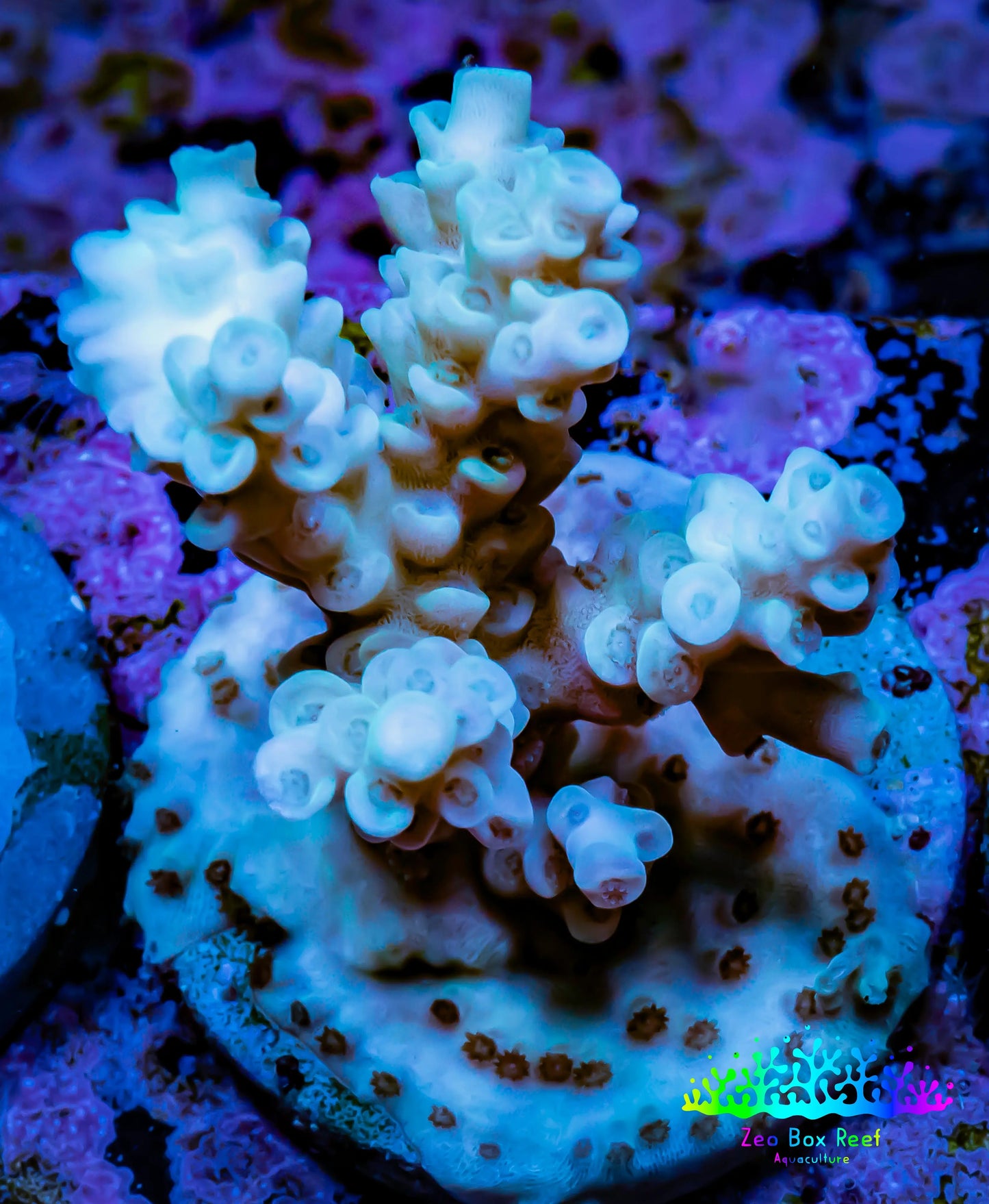 Acropora Coral - Ultra Acro Frag WYSIWYG A5R2B1 Acropora Coral - Ultra Acro Frag WYSIWYG A5R2B1 SPS Acropora Coral - Ultra Acro Frag WYSIWYG A5R2B1 Zeo Box Reef