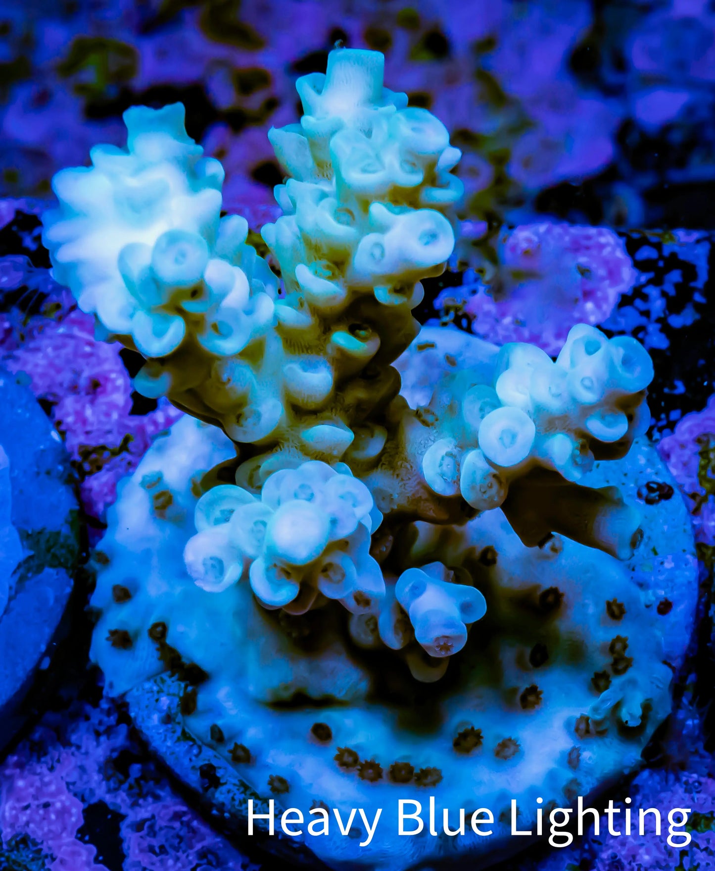 Acropora Coral - Ultra Acro Frag WYSIWYG A5R2B1 Acropora Coral - Ultra Acro Frag WYSIWYG A5R2B1 SPS Acropora Coral - Ultra Acro Frag WYSIWYG A5R2B1 Zeo Box Reef