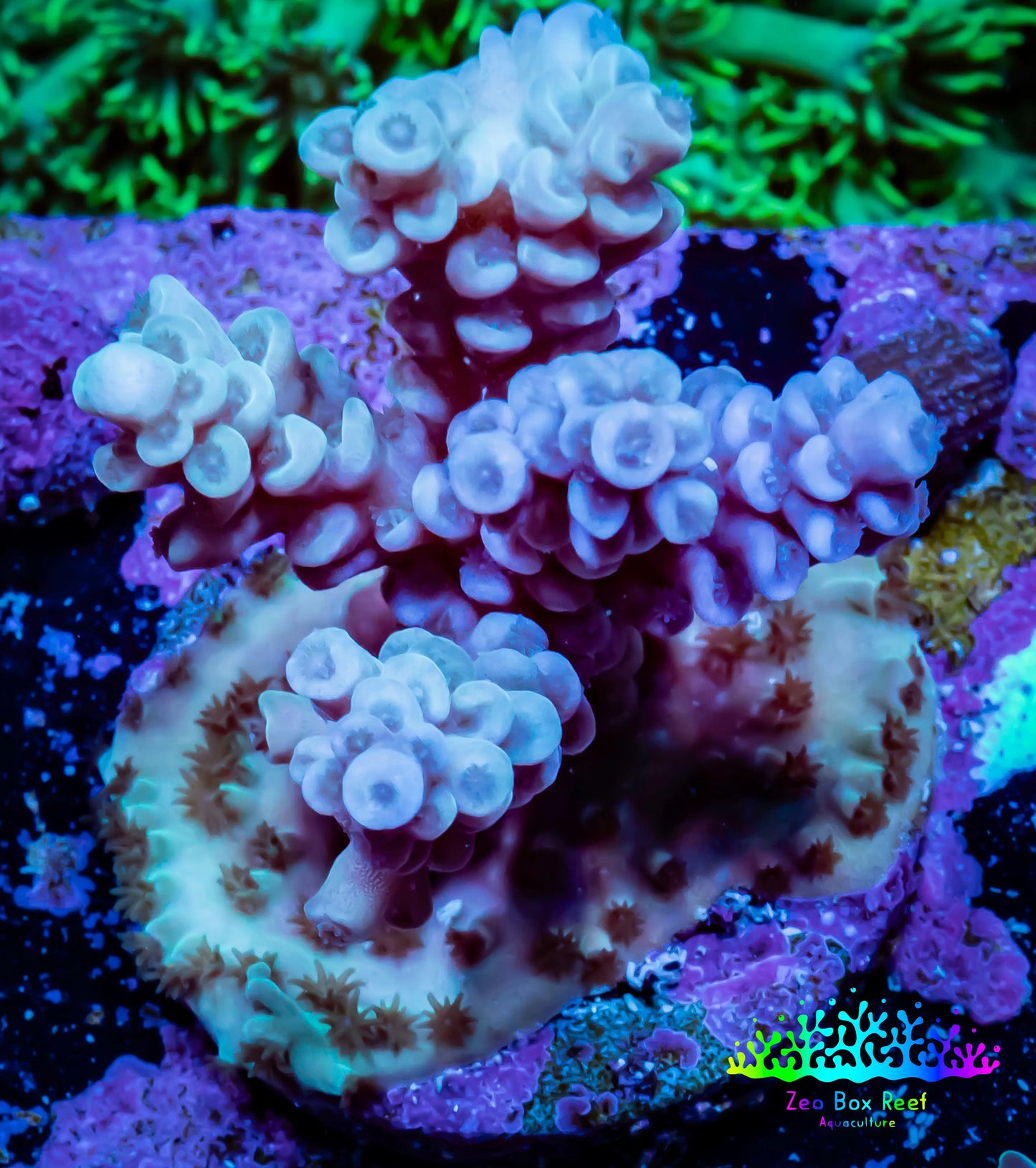 Acropora Coral - Ultra Acro Frag WYSIWYG A5R2B1 Acropora Coral - Ultra Acro Frag WYSIWYG A5R2B1 SPS Acropora Coral - Ultra Acro Frag WYSIWYG A5R2B1 Zeo Box Reef