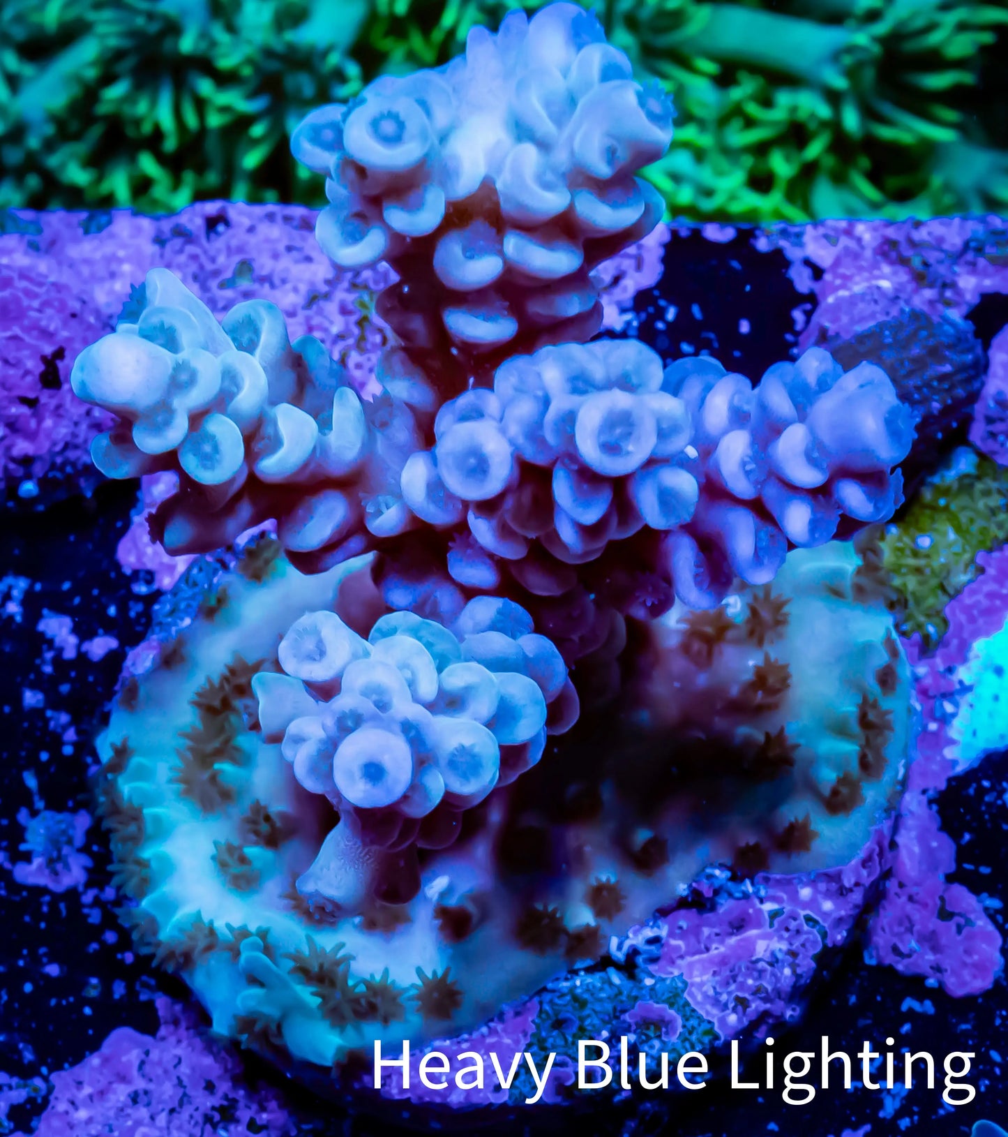 Acropora Coral - Ultra Acro Frag WYSIWYG A5R2B1 Acropora Coral - Ultra Acro Frag WYSIWYG A5R2B1 SPS Acropora Coral - Ultra Acro Frag WYSIWYG A5R2B1 Zeo Box Reef