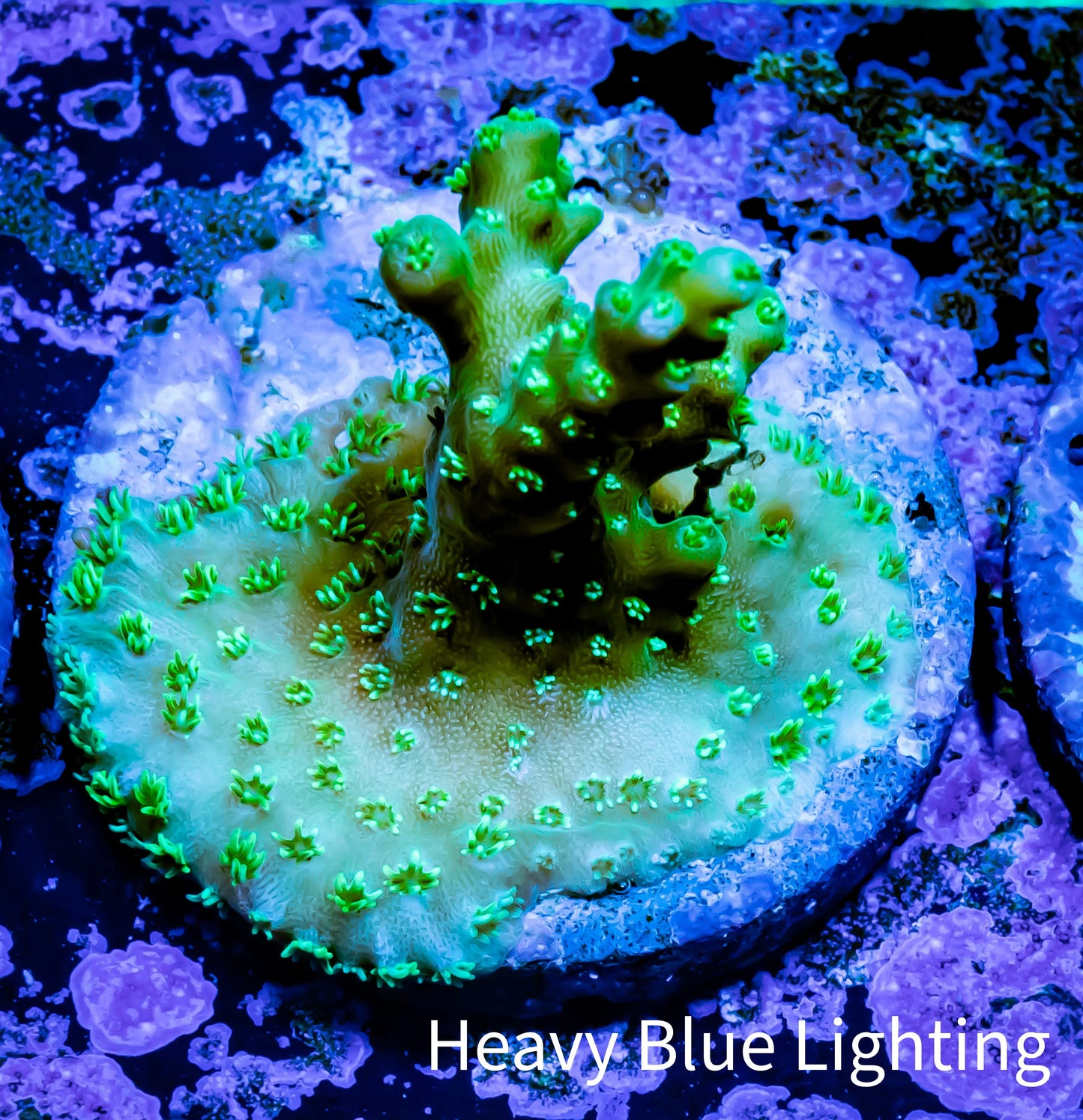 Acropora Coral - Ultra Acro Frag WYSIWYG A5R5B1 Acropora Coral - Ultra Acro Frag WYSIWYG A5R5B1 SPS Acropora Coral - Ultra Acro Frag WYSIWYG A5R5B1 Zeo Box Reef
